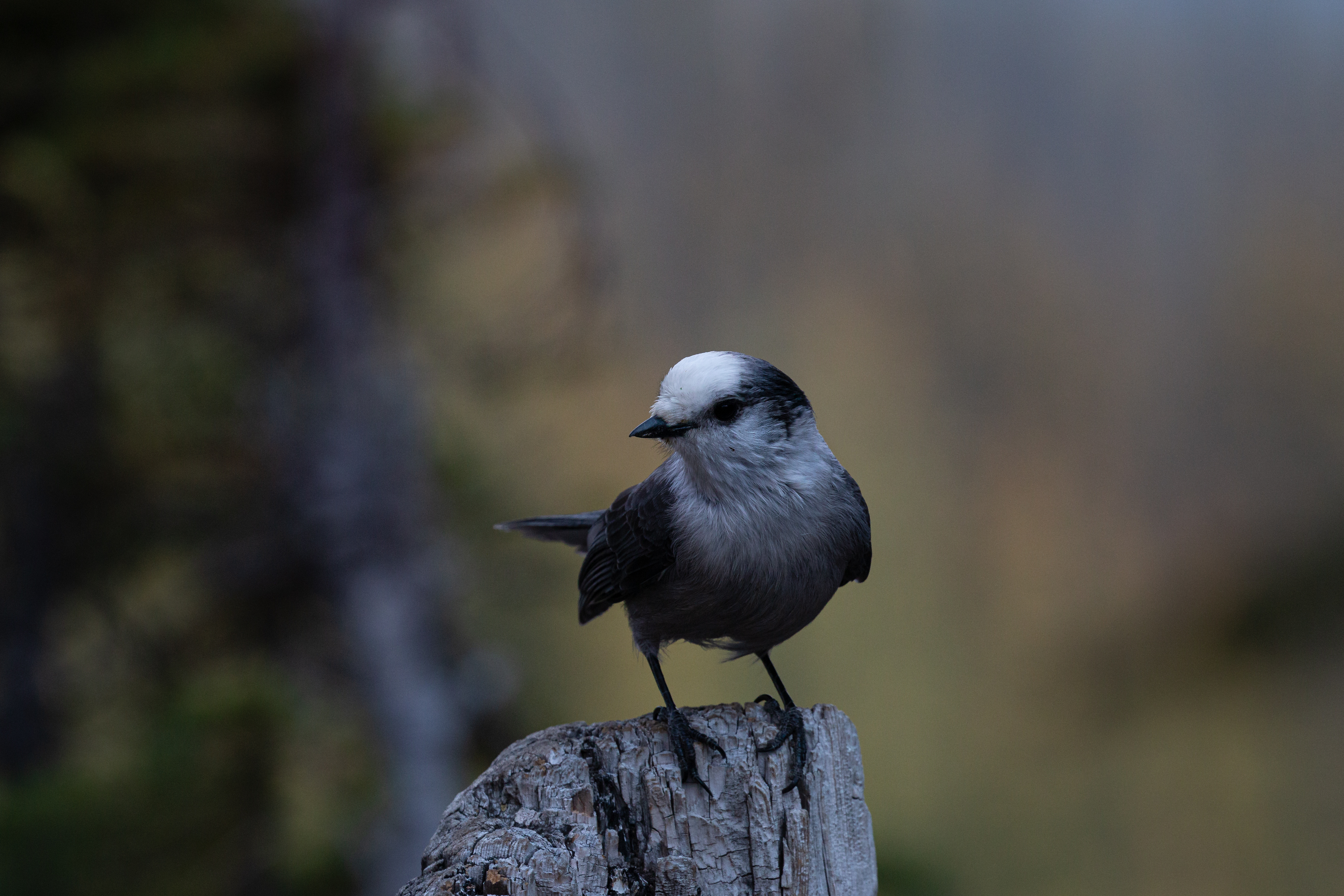 grey-jay-2-2022-09-11