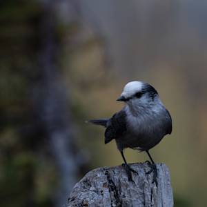 grey-jay-2-2022-09-11
