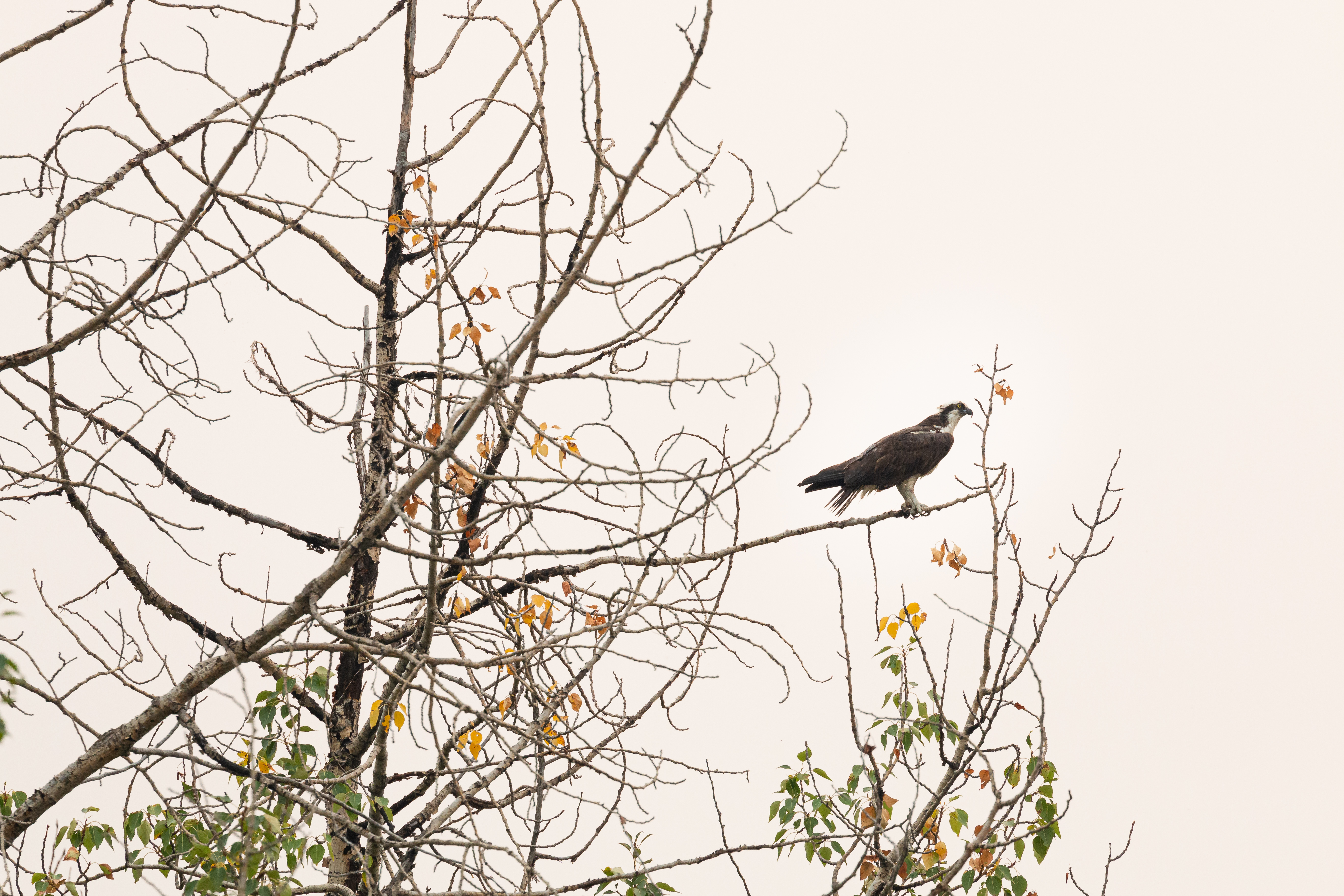 osprey-2021-08-15- MG 7837-61