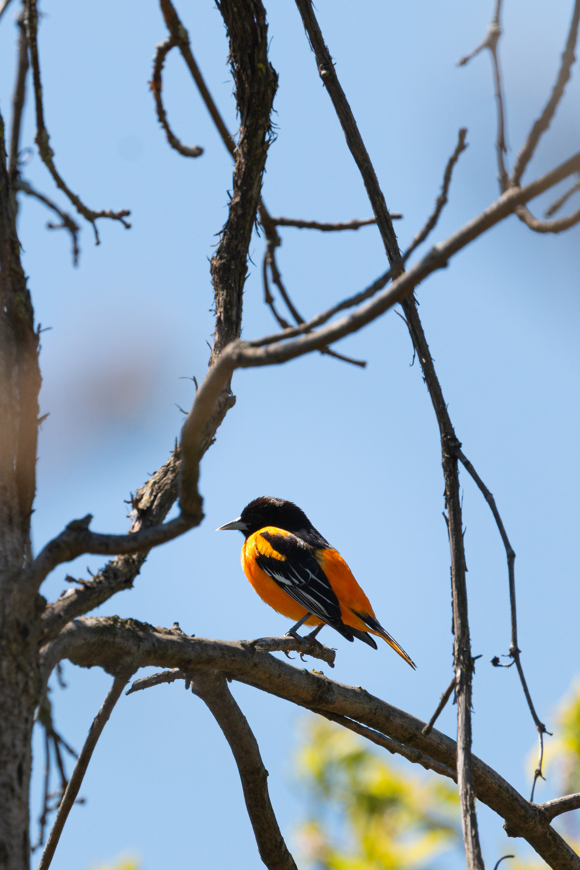 oriole-4-2021-05-14
