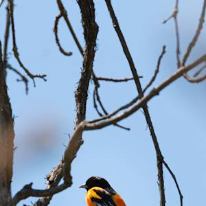 oriole-4-2021-05-14