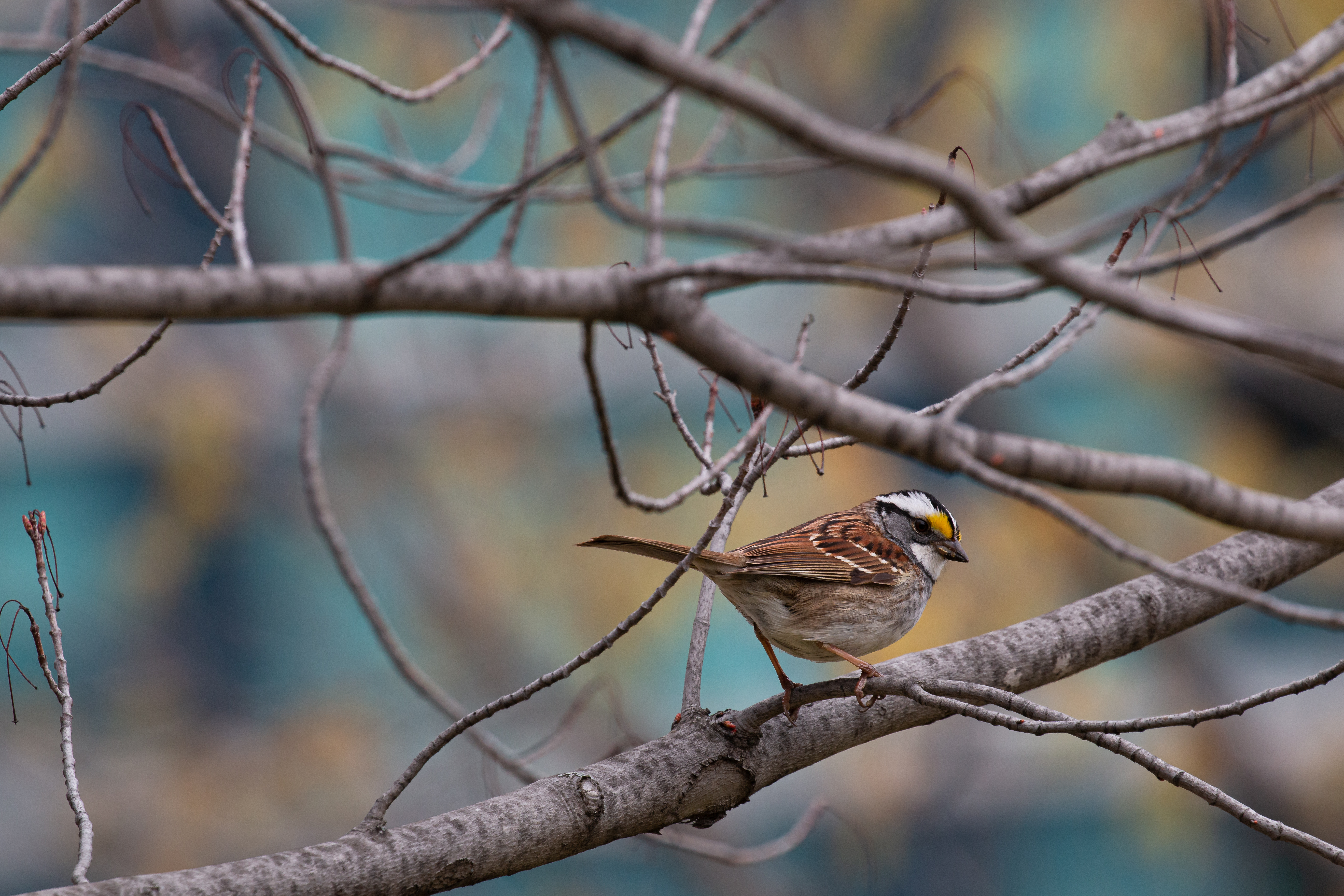 sparrow 2021-05-01- MG 4924-38