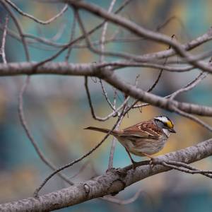 sparrow 2021-05-01- MG 4924-38
