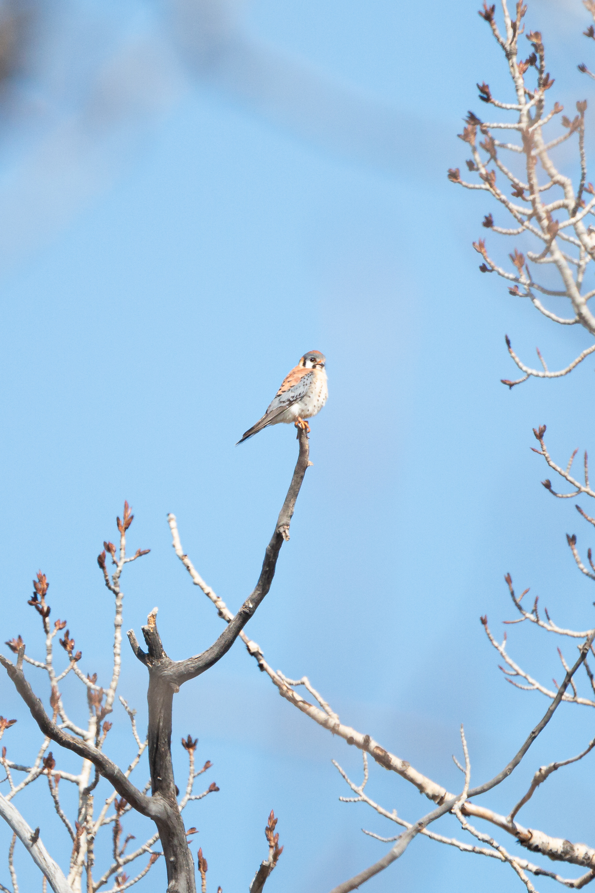 american-kestrel-1-2022-04-23- MG 2357-29