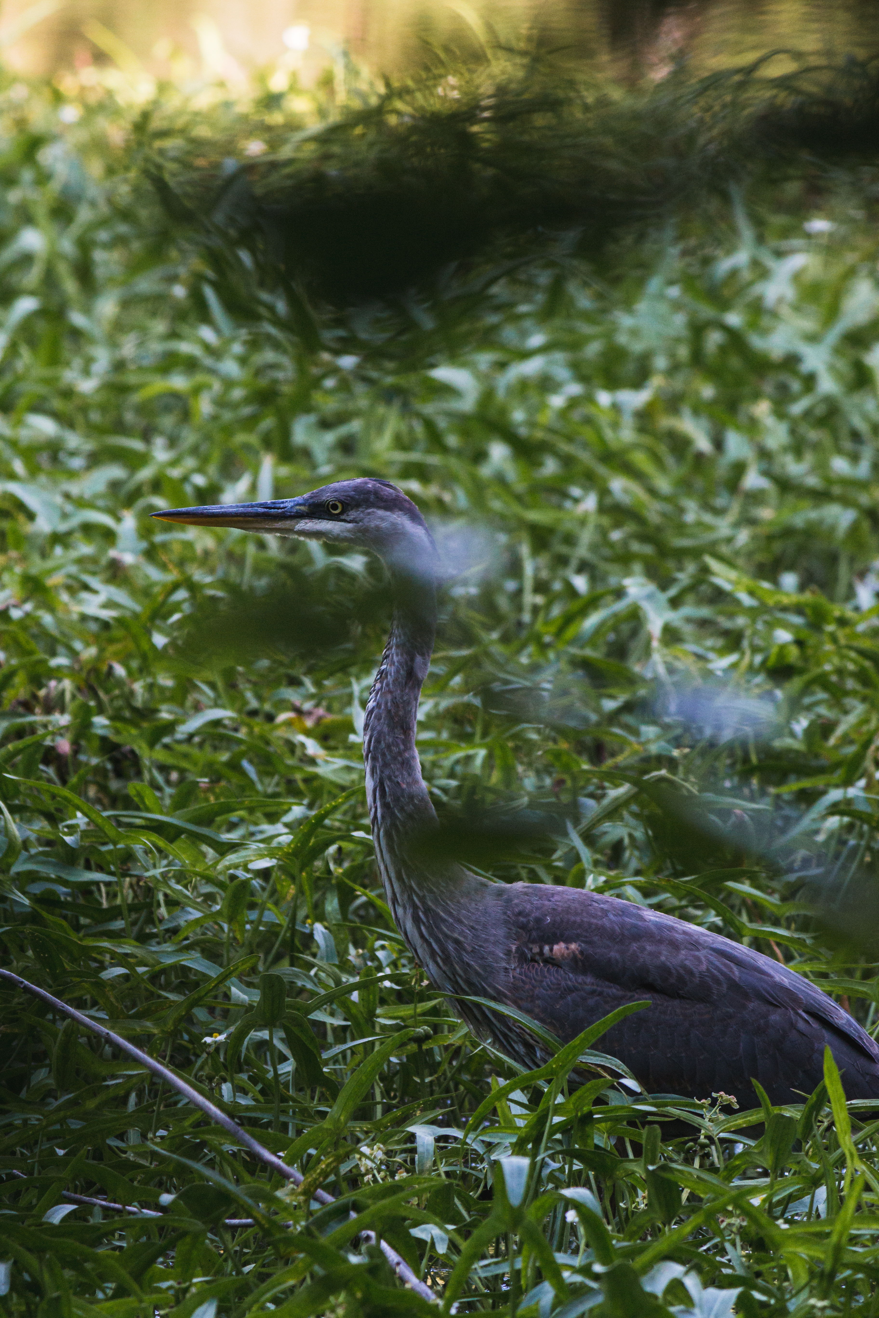 great-blue-heron-6-20190817