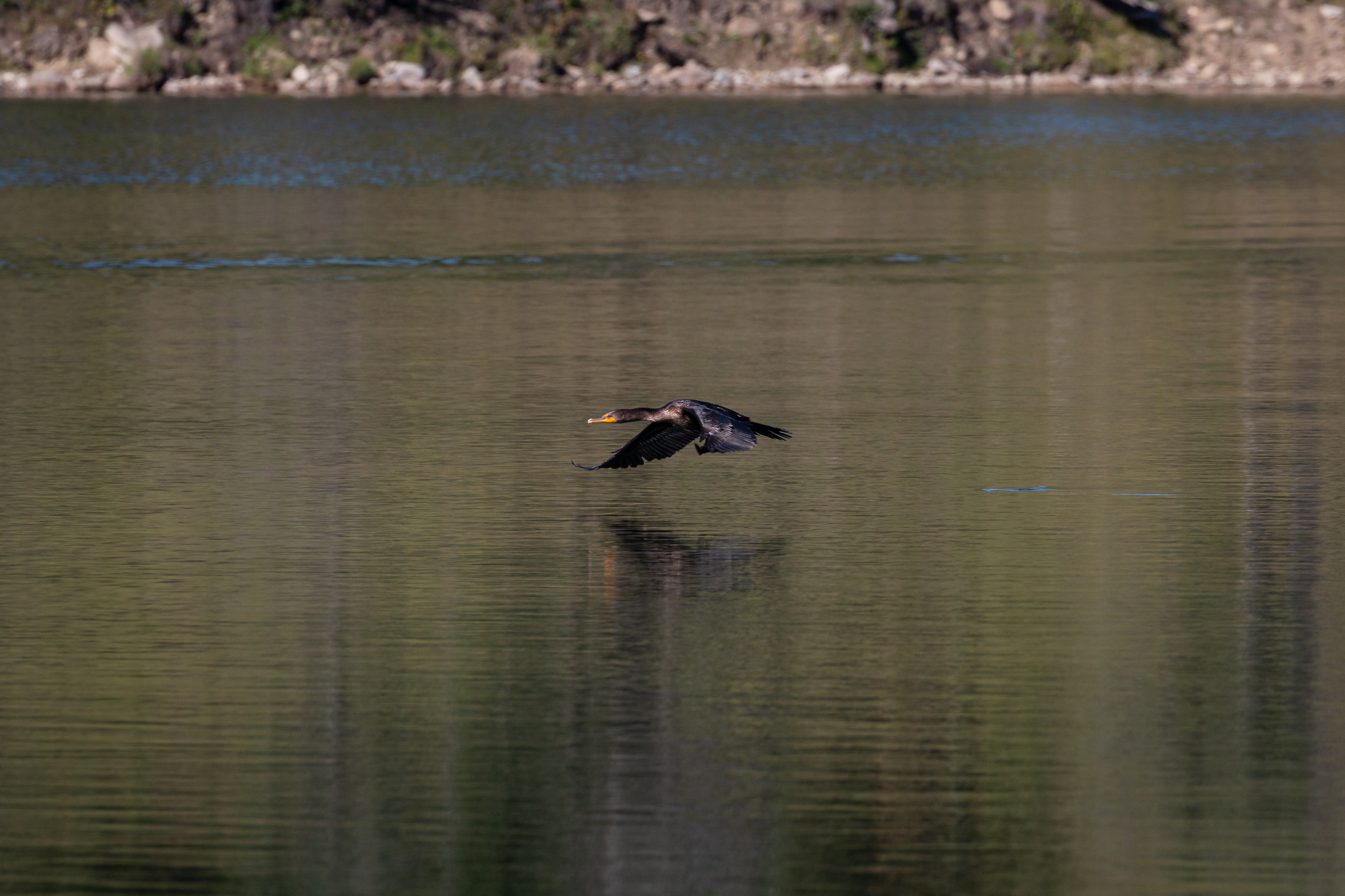 comorant-4-2022-08-28