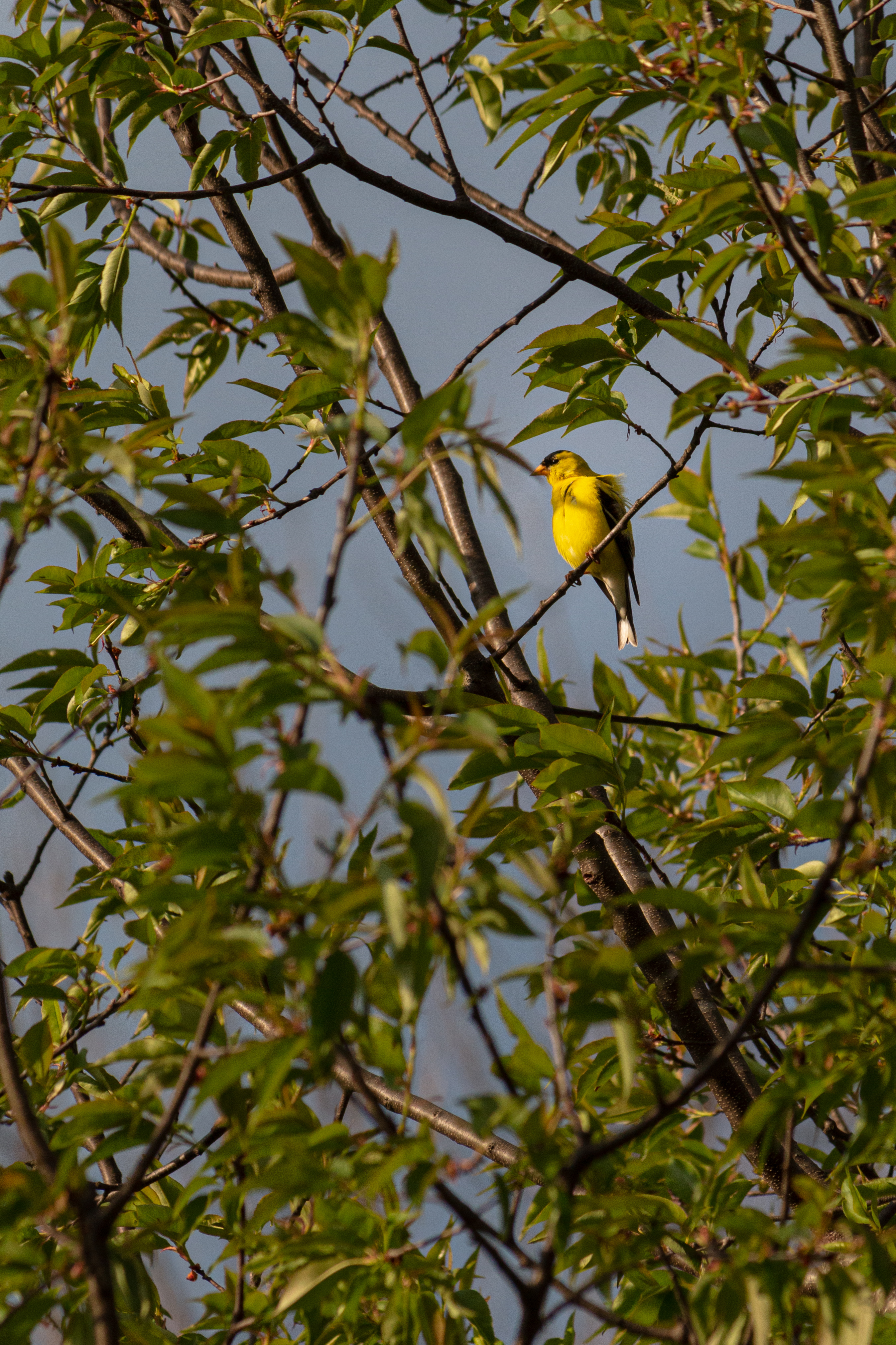American-Goldfinch-2-2020-05-24