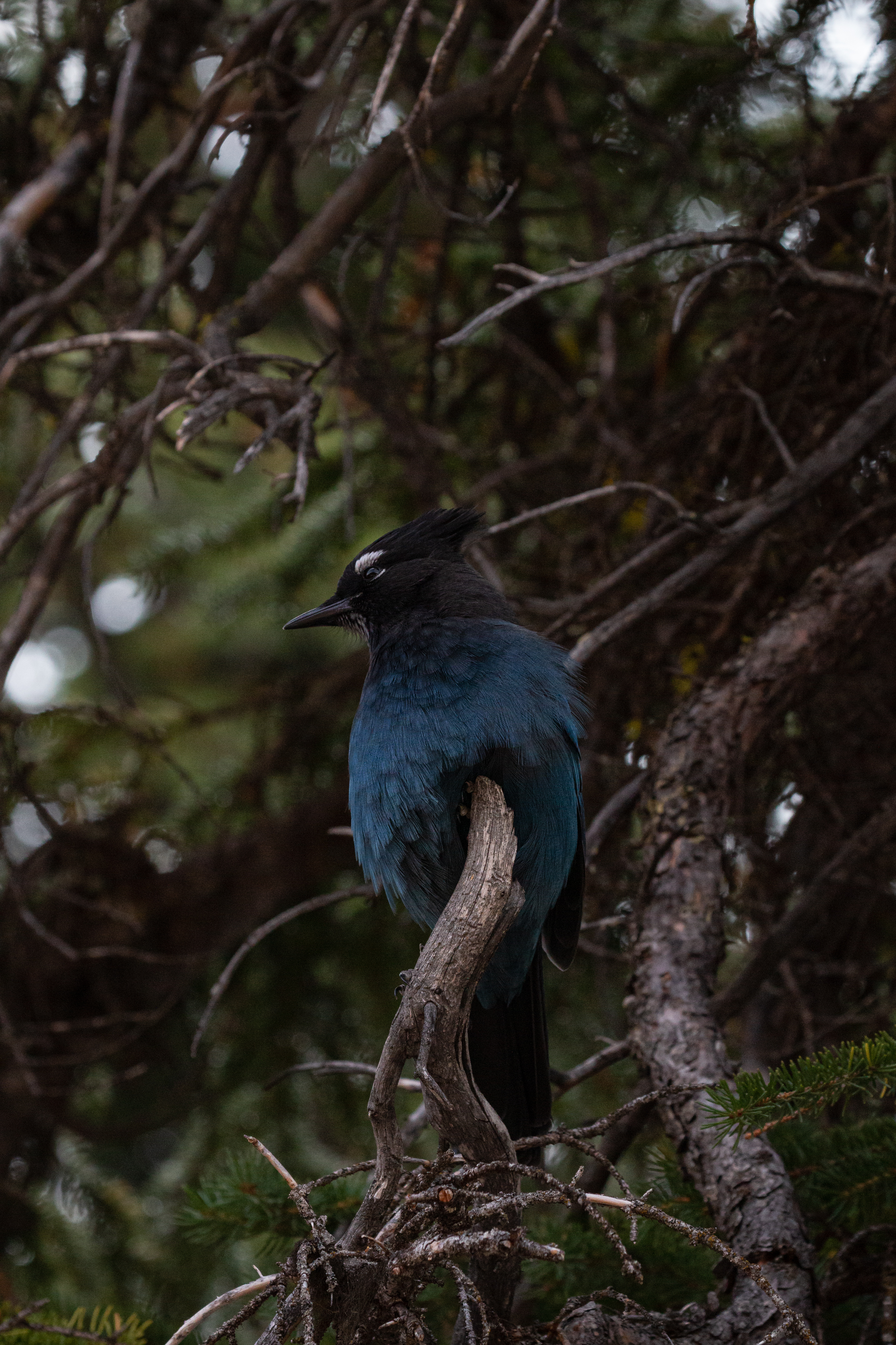 stellars-jay-5-2022-09-11