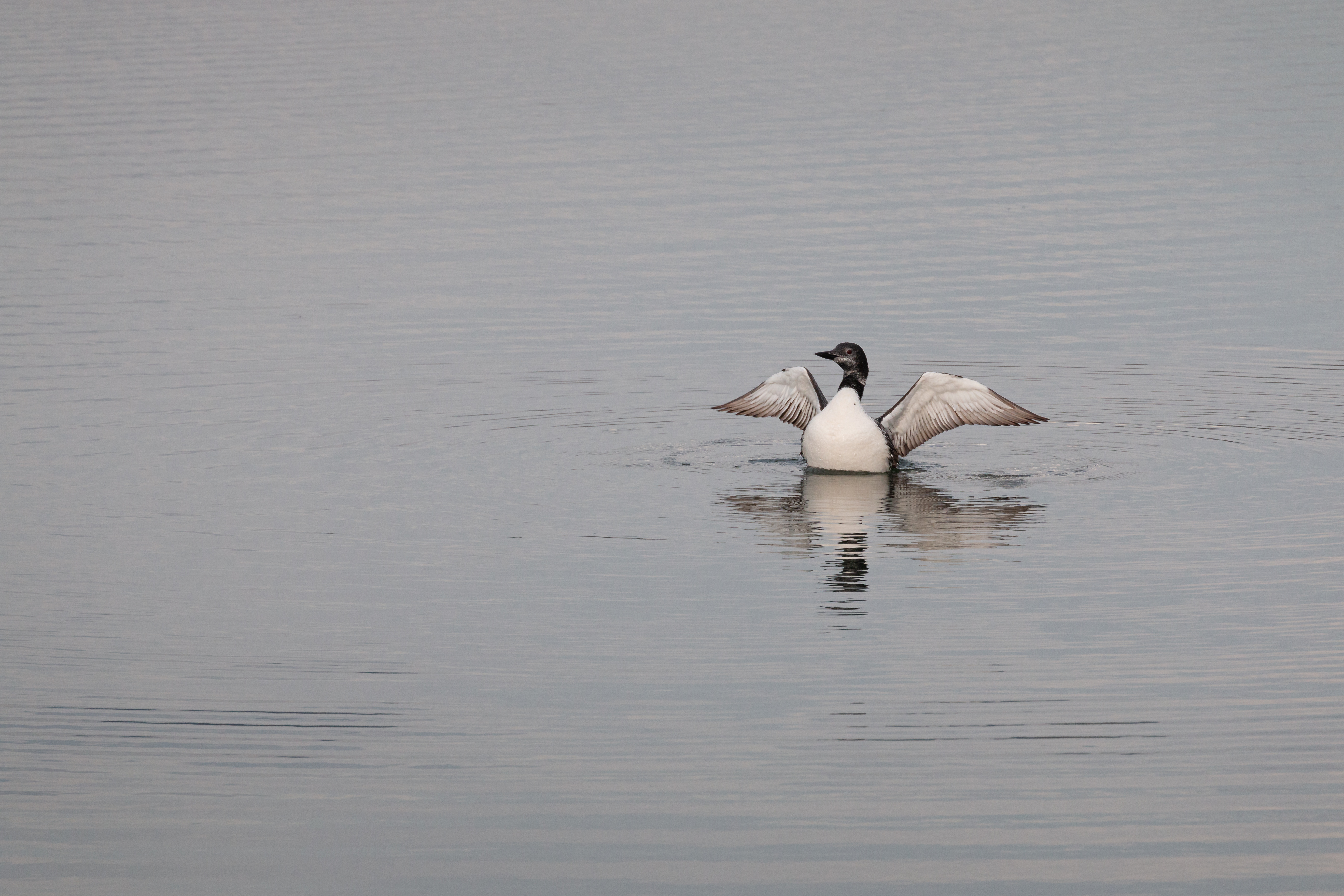loon 2021-09-05- MG 0035-16
