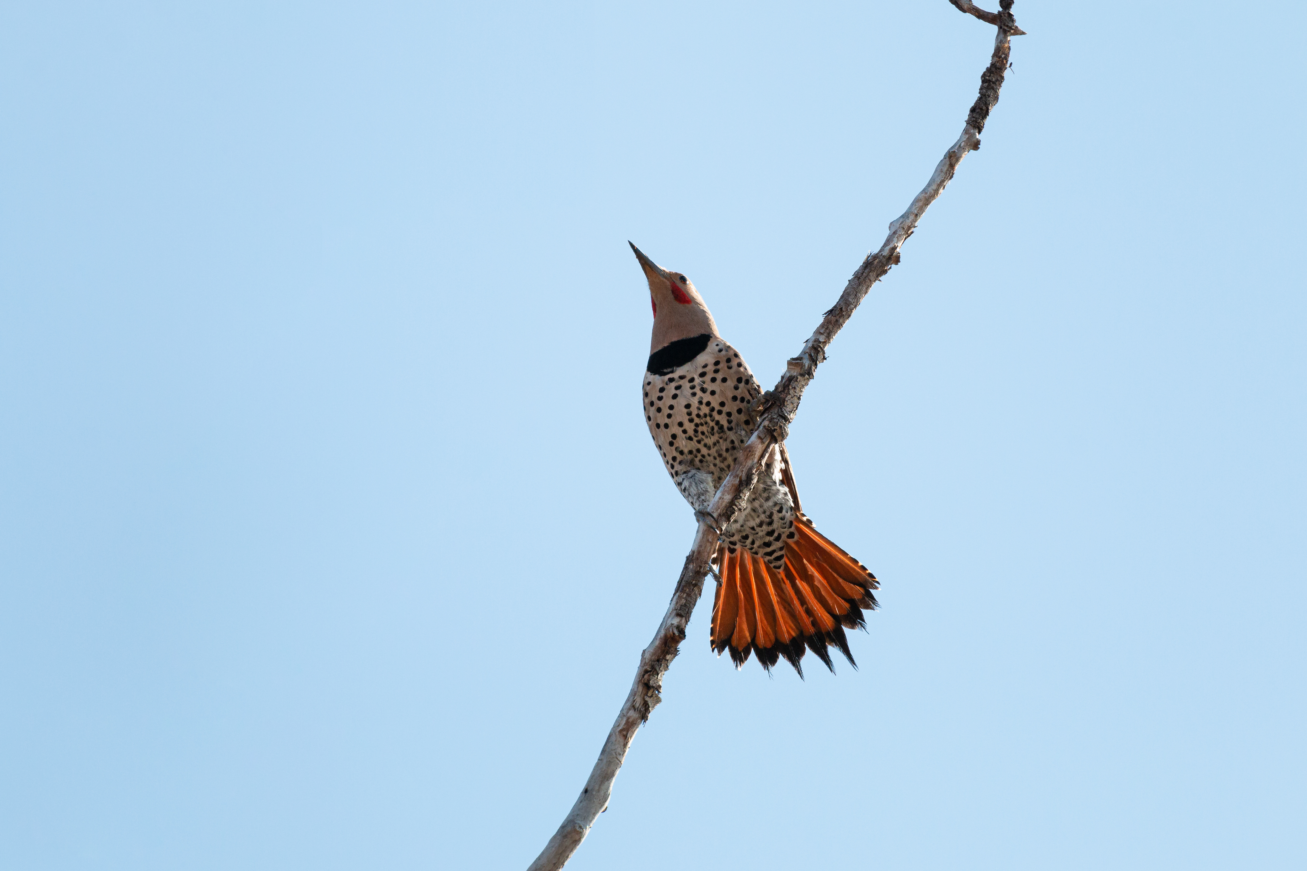 flicker-3-2022-04-23- MG 2379-41