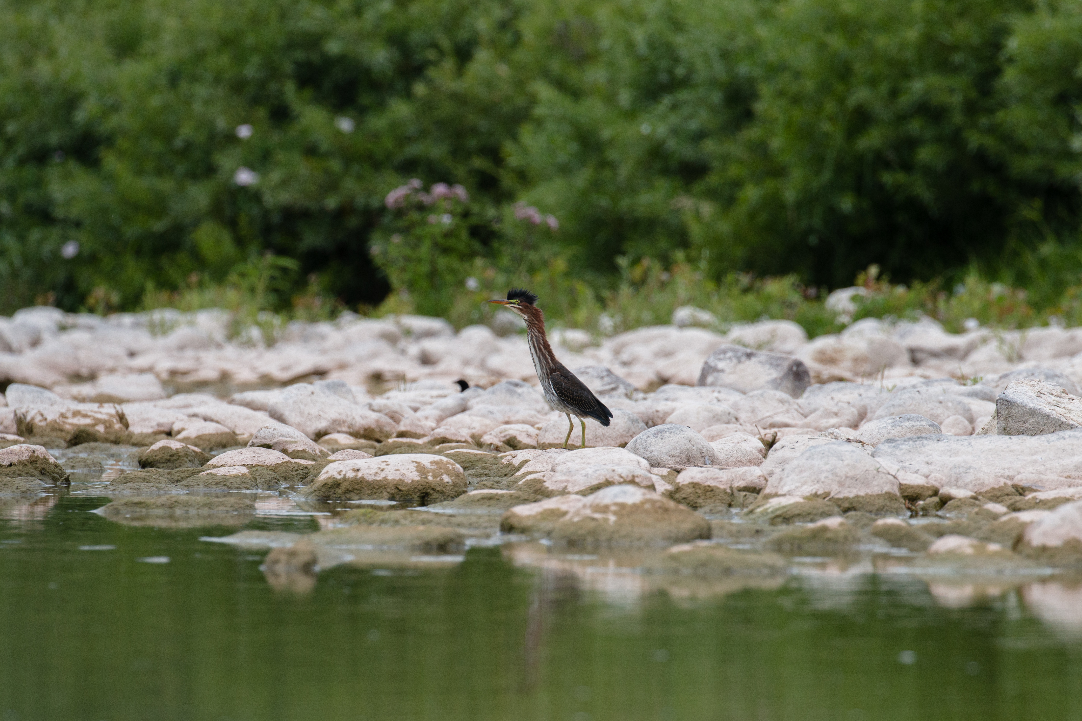 green-heron-1-2020-08-01