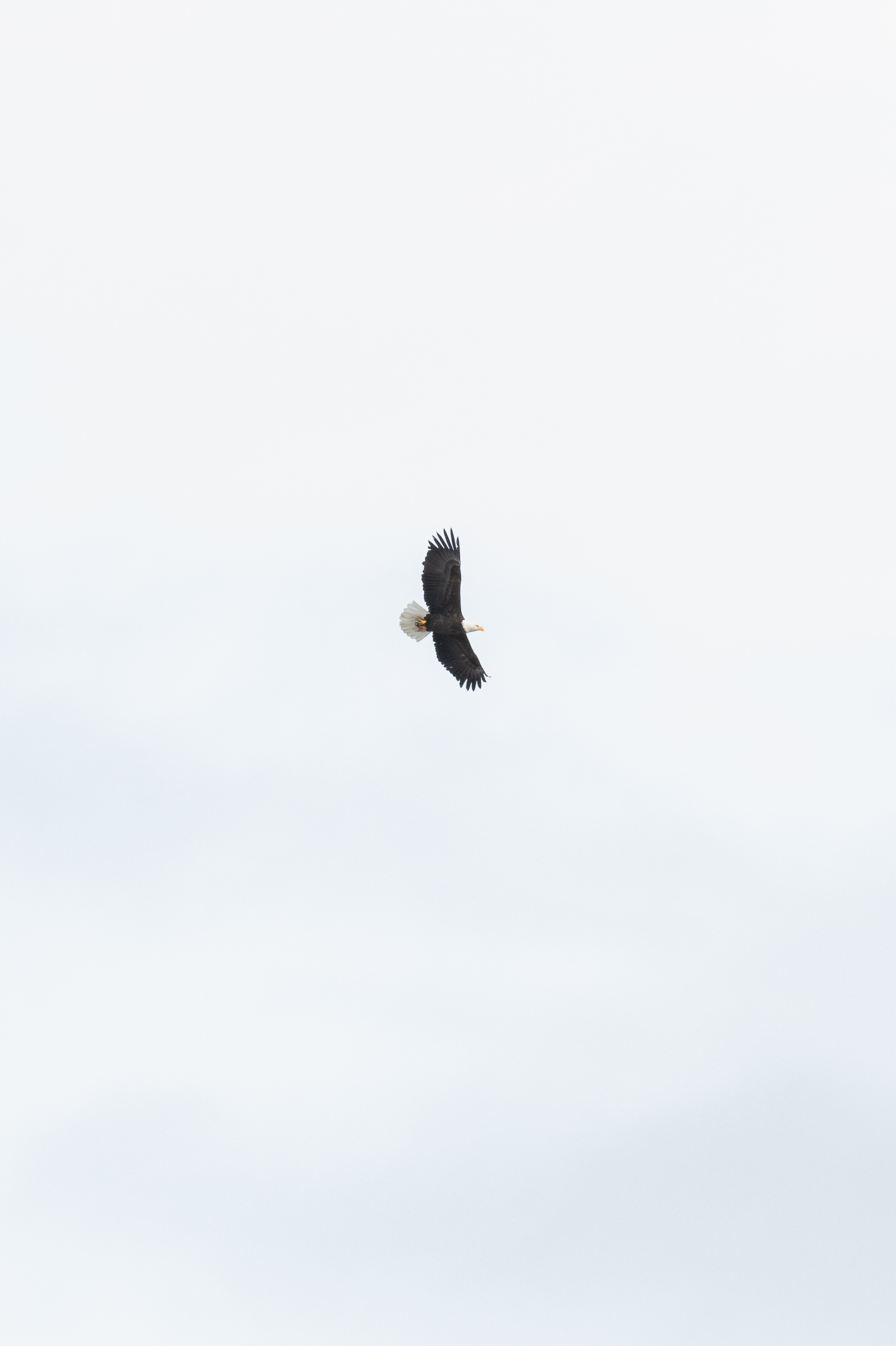 bald-eagle-1-2022-01-23- MG 1403-1