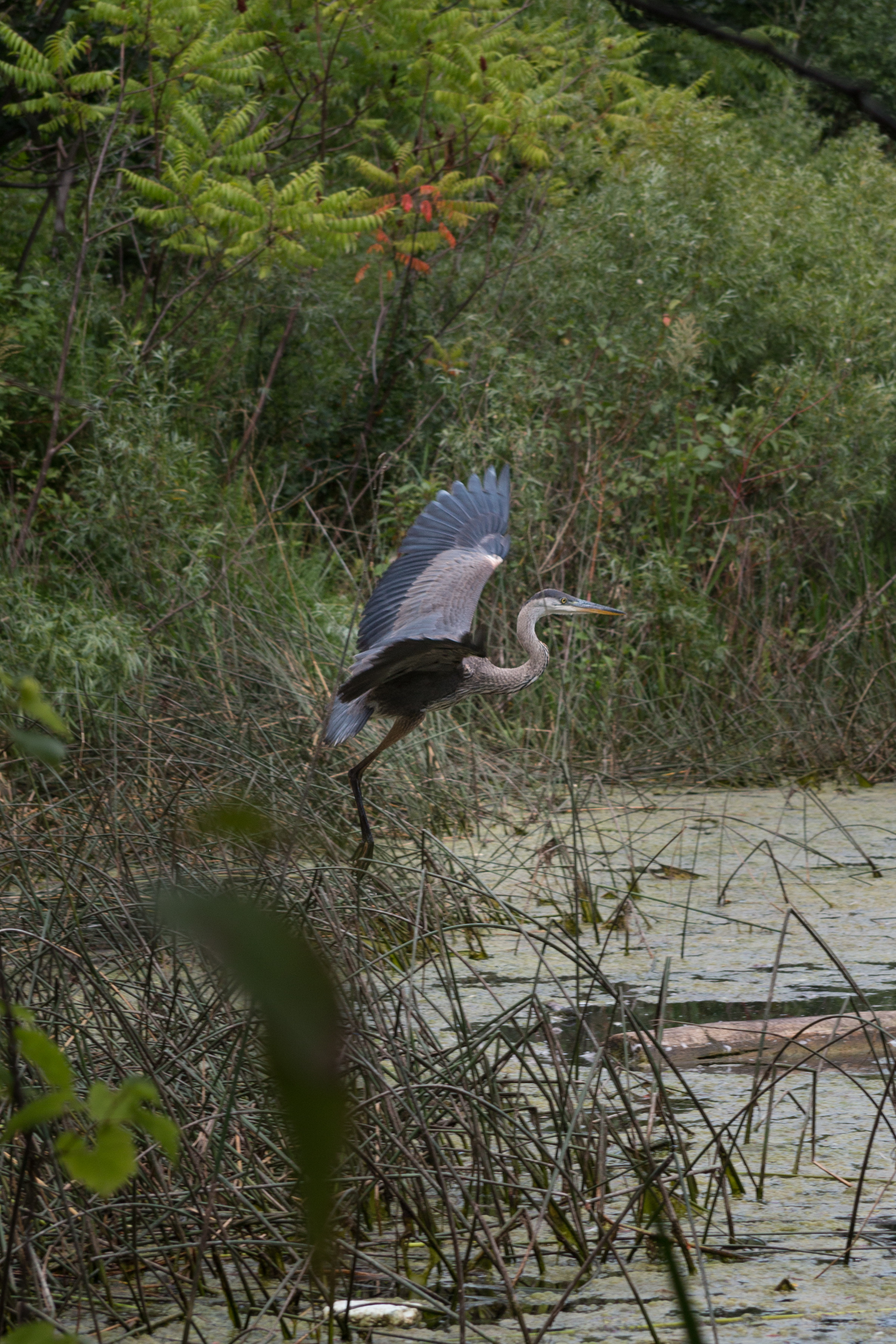 great-blue-heron-3-jul28-2017