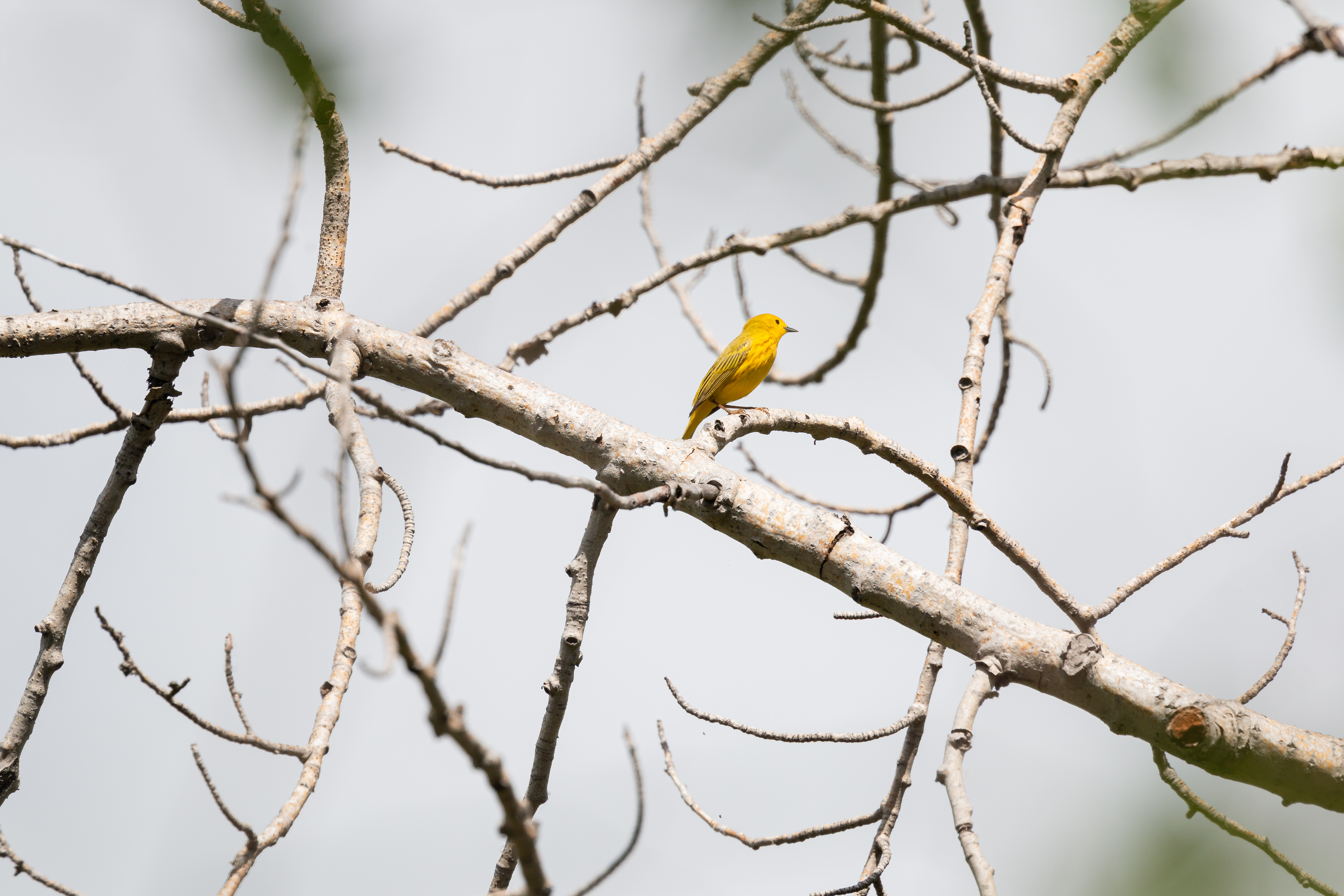 yellow-warbler-2022-06-11- MG 3982-10
