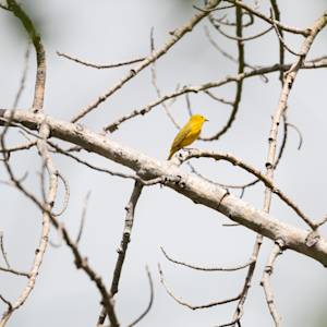 yellow-warbler-2022-06-11- MG 3982-10