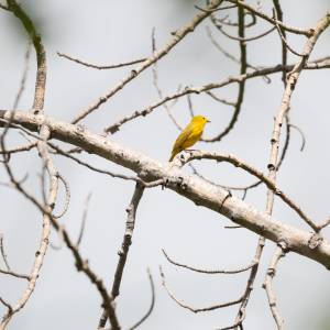 yellow-warbler-2022-06-11- MG 3982-10
