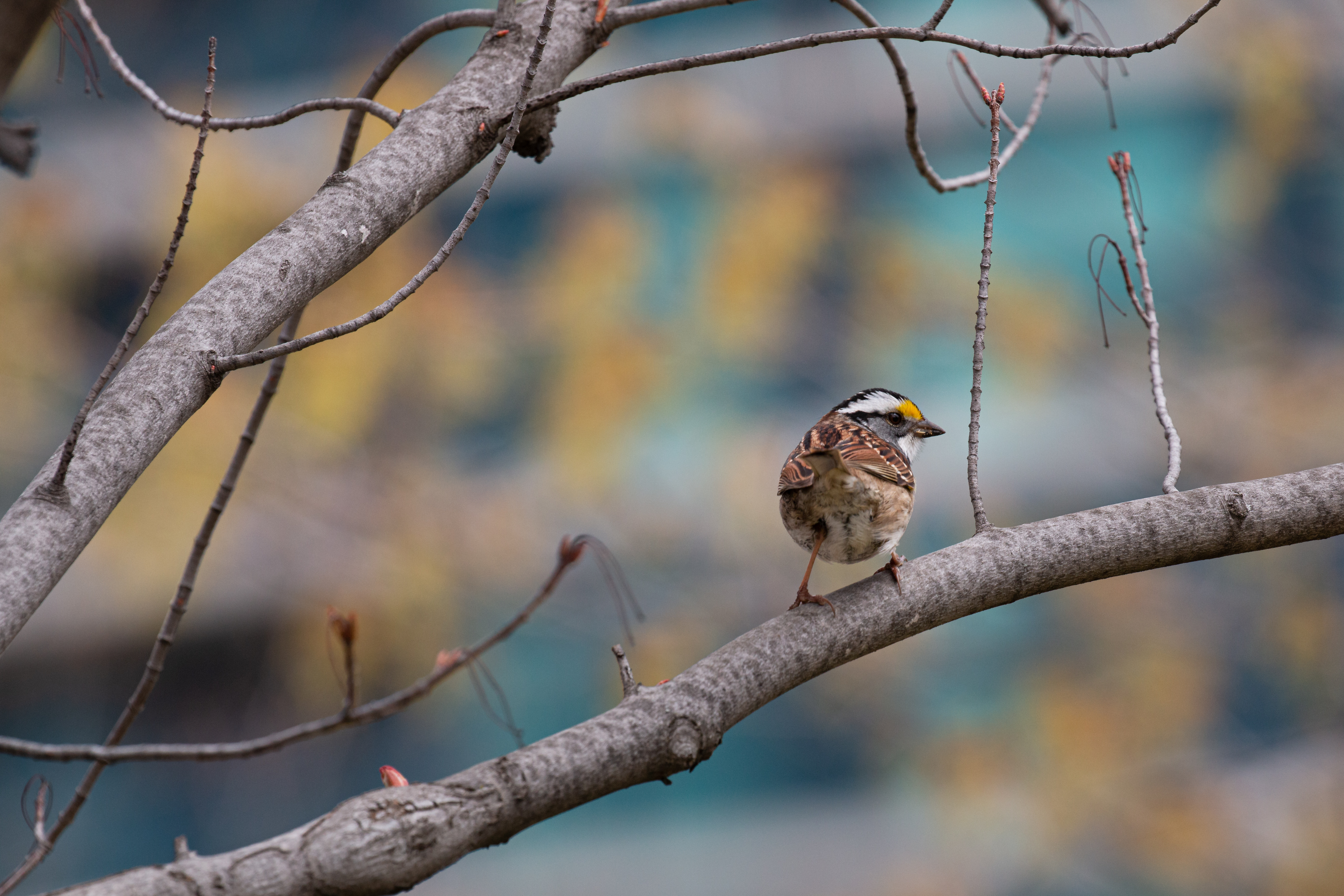 sparrow 2021-05-01- MG 4922-37