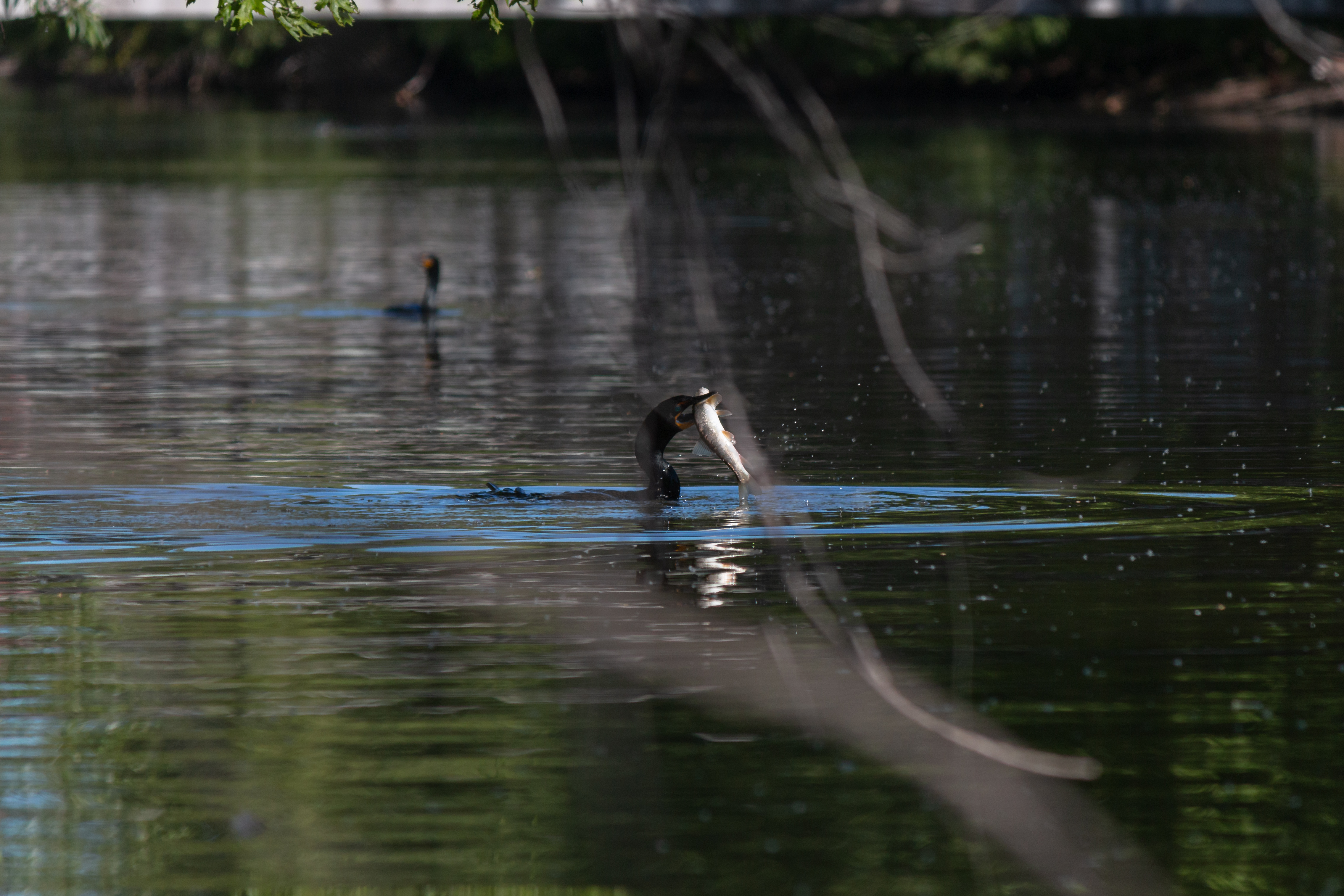 comorant-1-2020-06-13