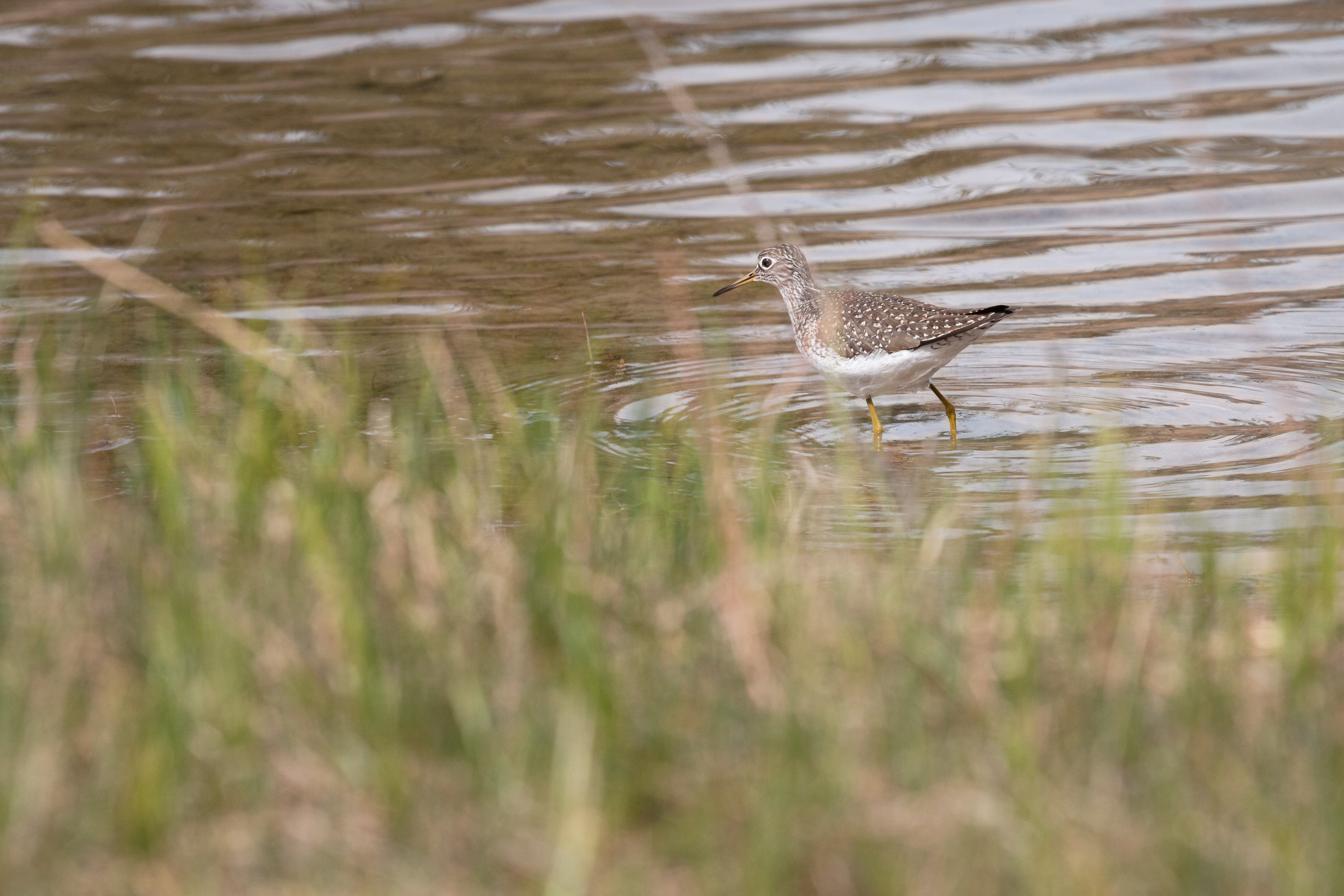 lesser-yellowlegs-2022-05-15- MG 3656-7