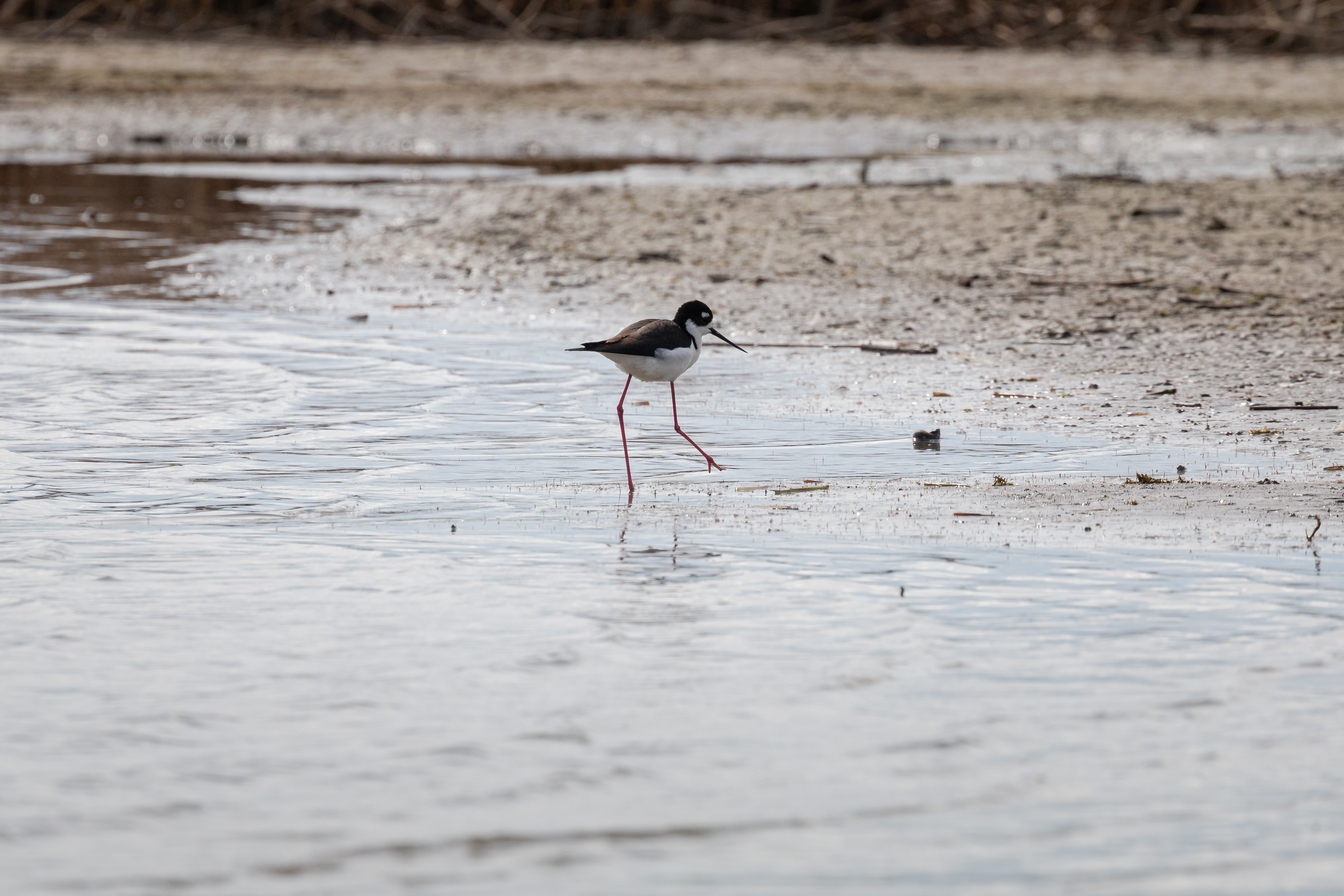 Black-necked-stilt-2-2022-05-07- MG 3168-7