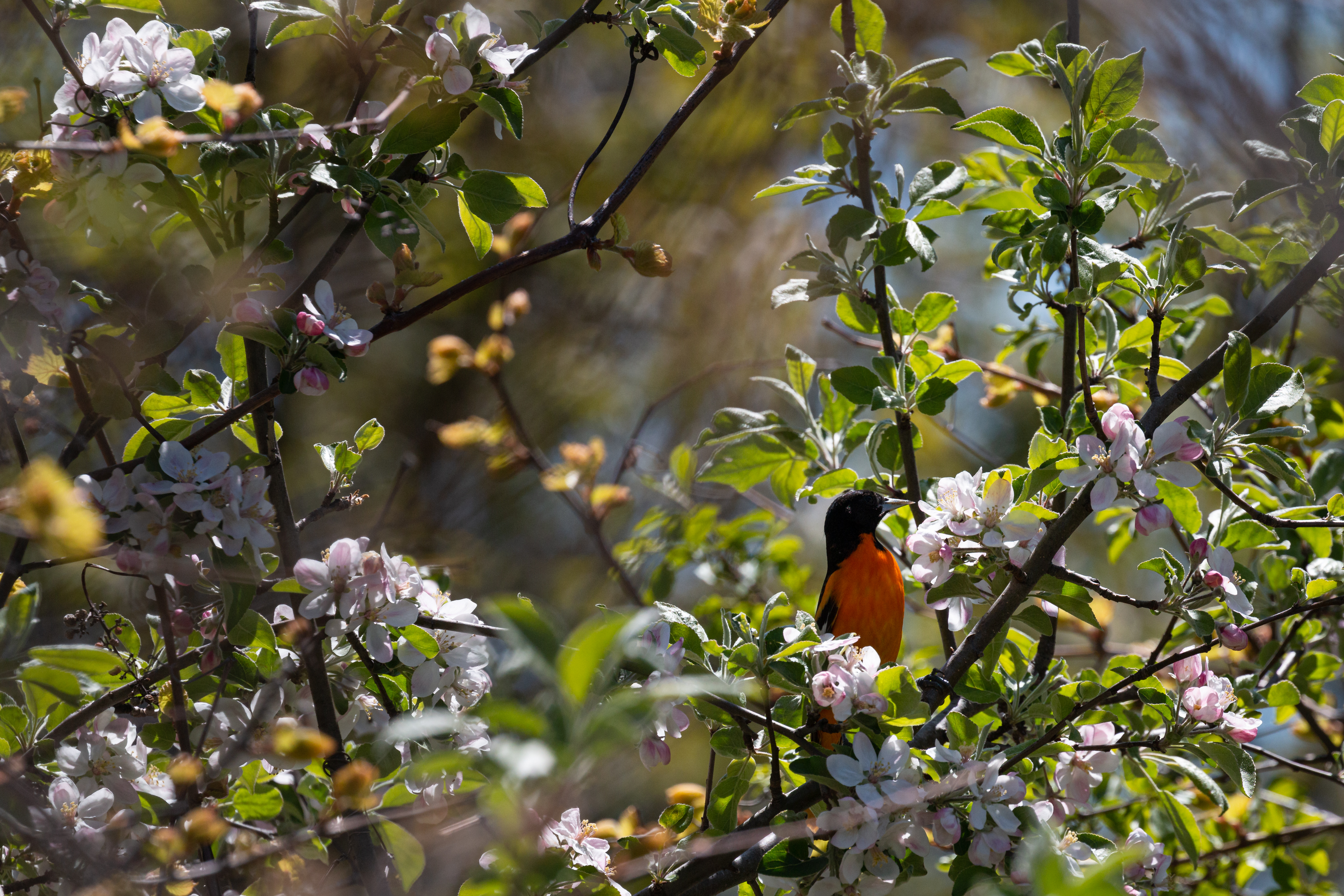 oriole-3-2021-05-13
