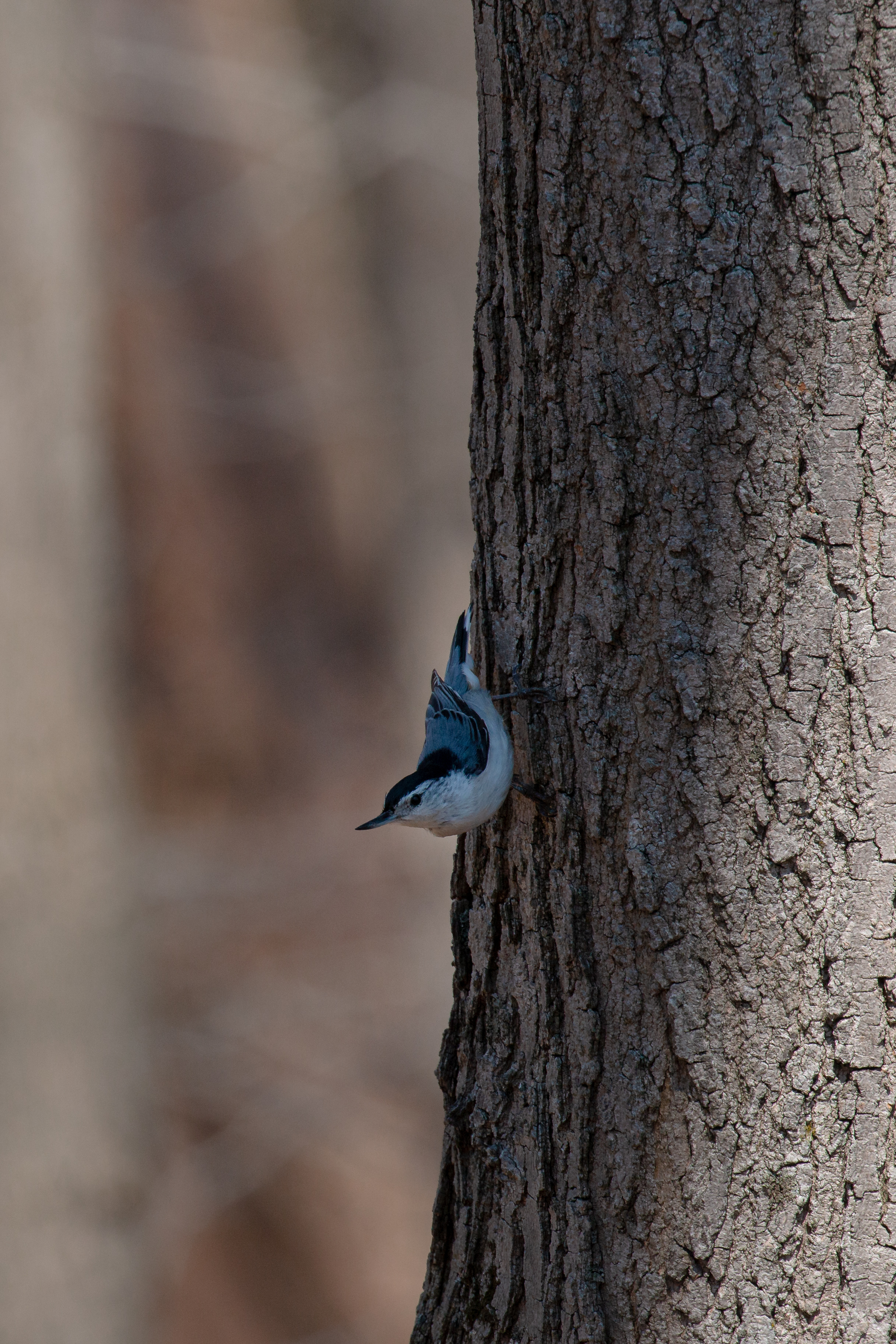 white-breasted-nuthatch-1-2021-04-23