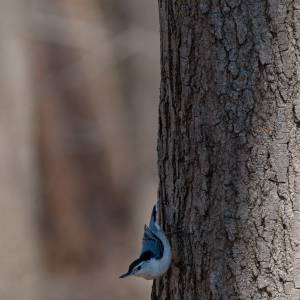 white-breasted-nuthatch-1-2021-04-23