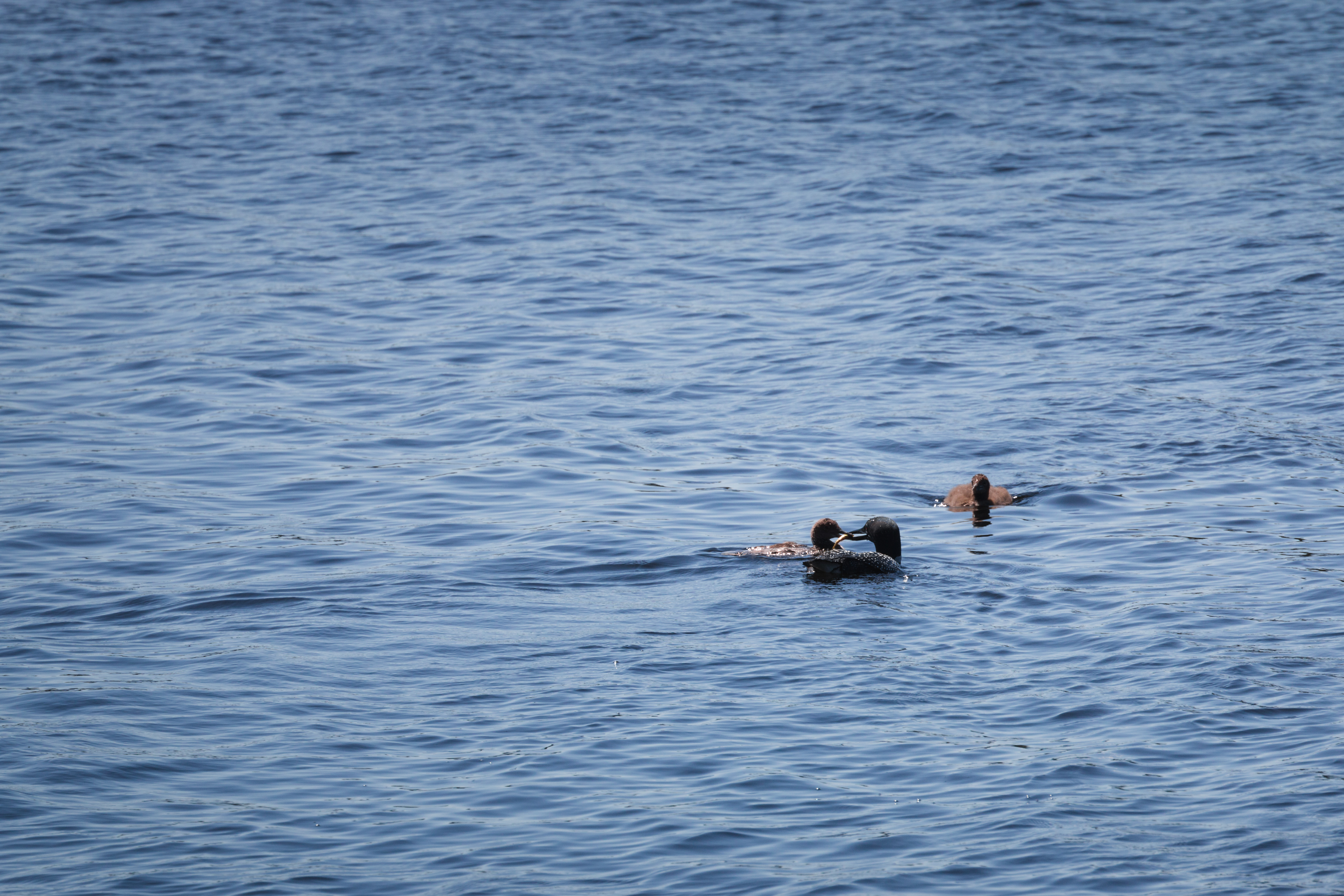 loon 2021-07-07- MG 6912-24