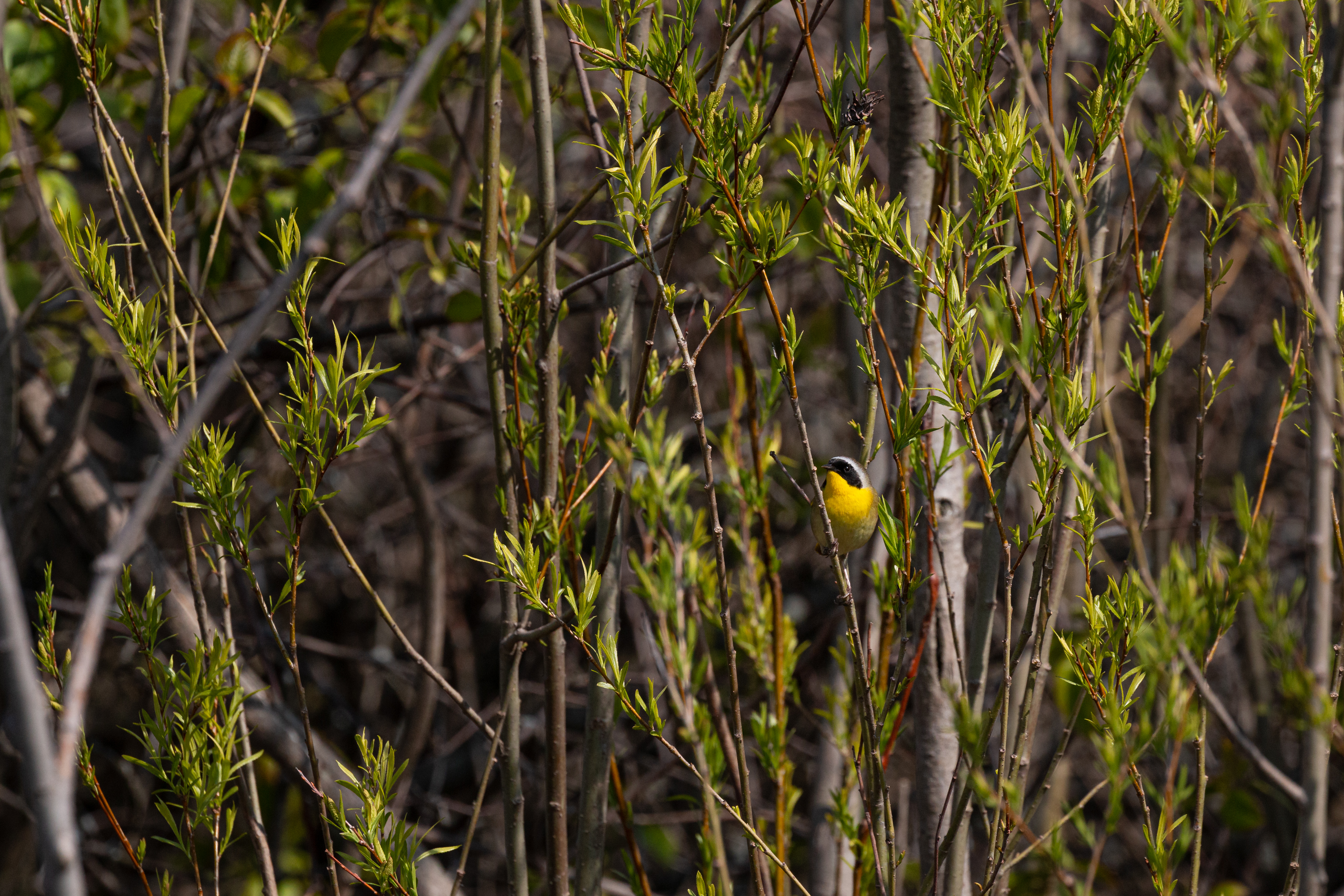 Common-yellowthroat-2021-05-15- MG 5672-3