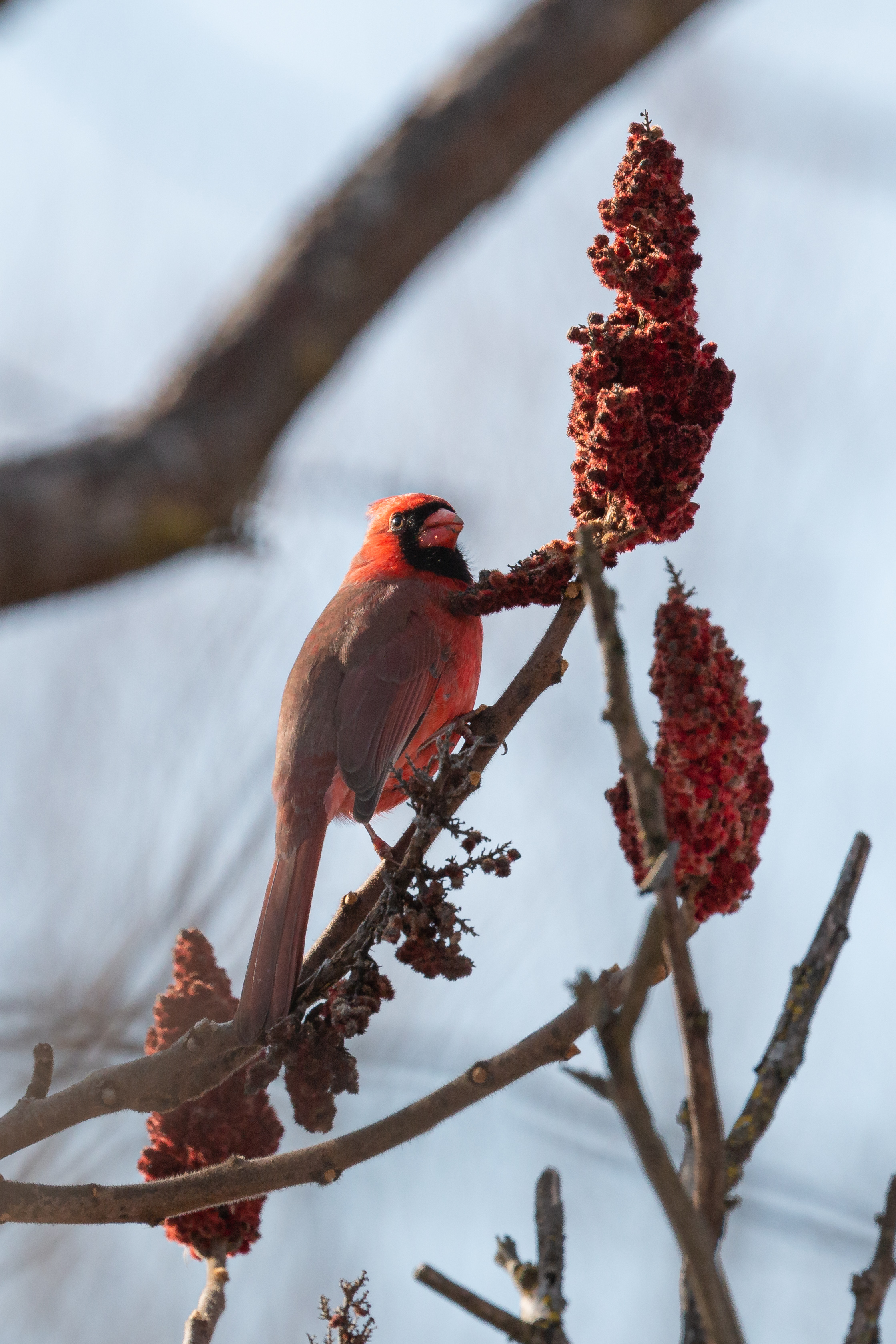 Northern-Cardinal-7-2020-12-03- MG 4284-27