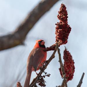 Northern-Cardinal-7-2020-12-03- MG 4284-27