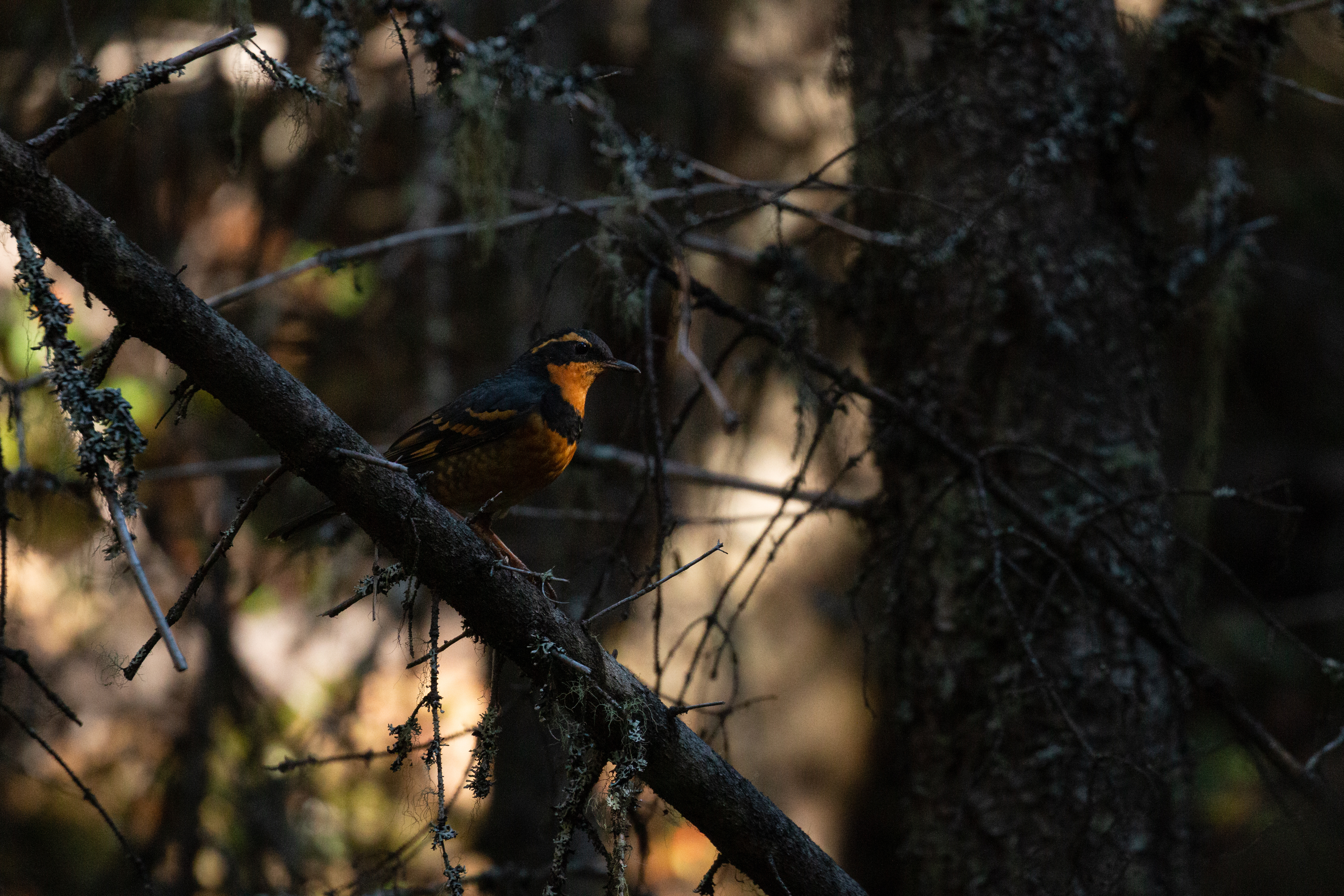 varied-thrush2022-10-01- MG 6716-5