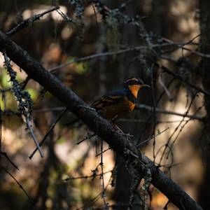 varied-thrush2022-10-01- MG 6716-5