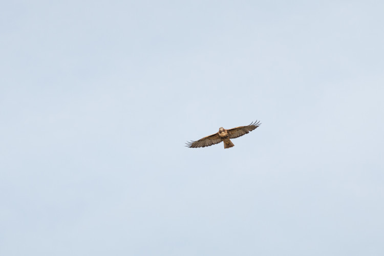 red-tailed-hawk-5-2021-09-05- MG 0158-36