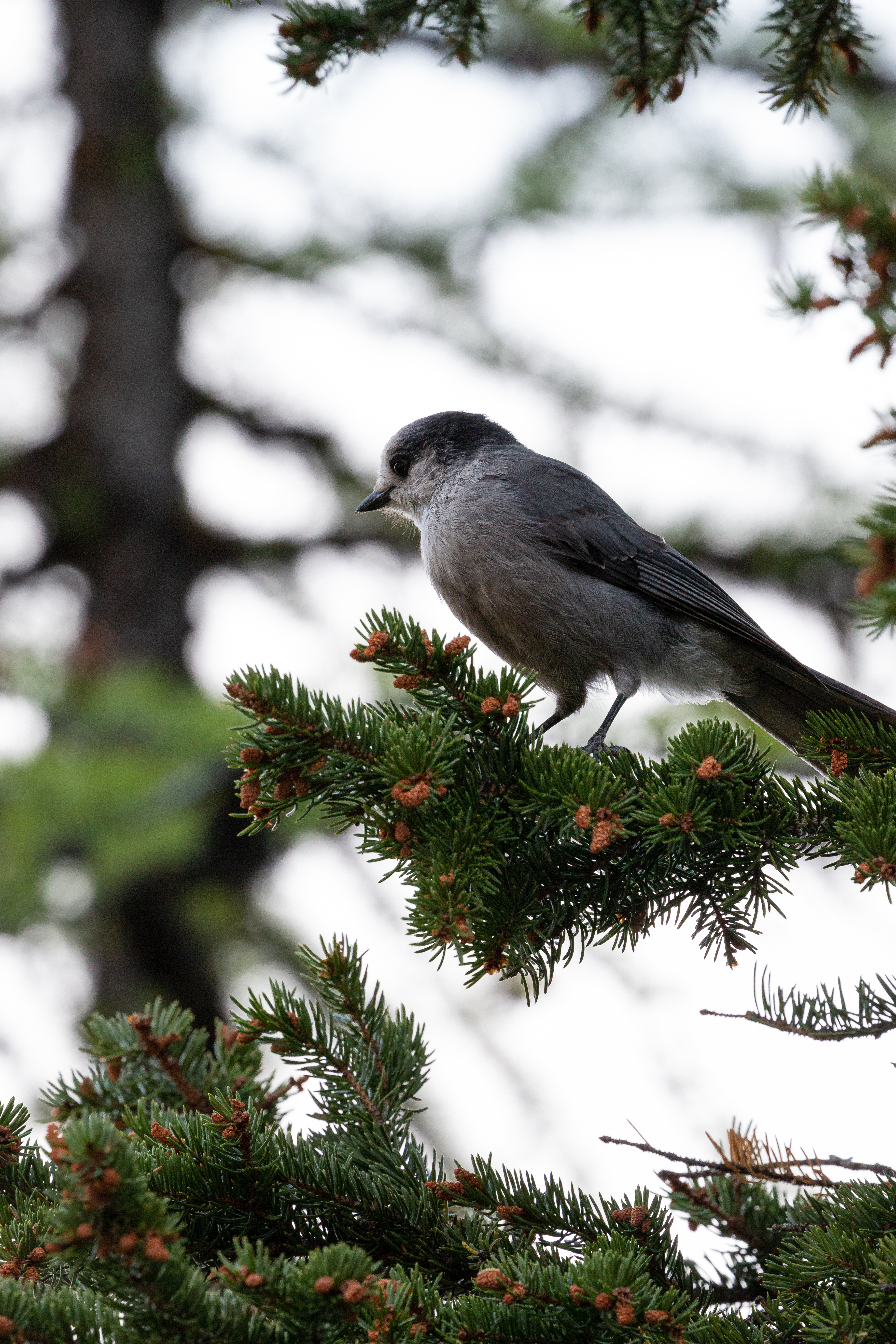 grey-jay-4-2022-09-11