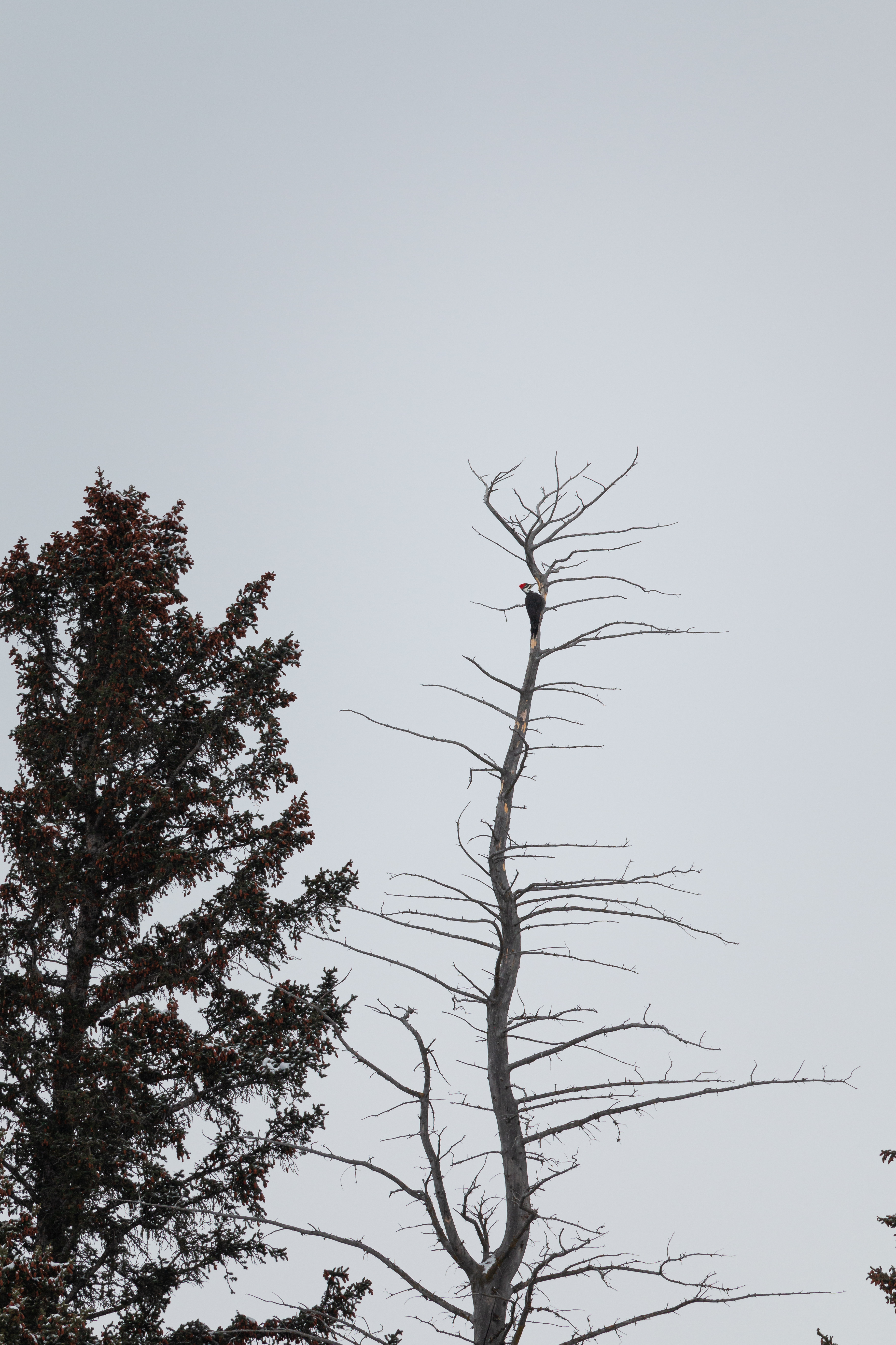 pileated-2022-11-06- MG 7287-26