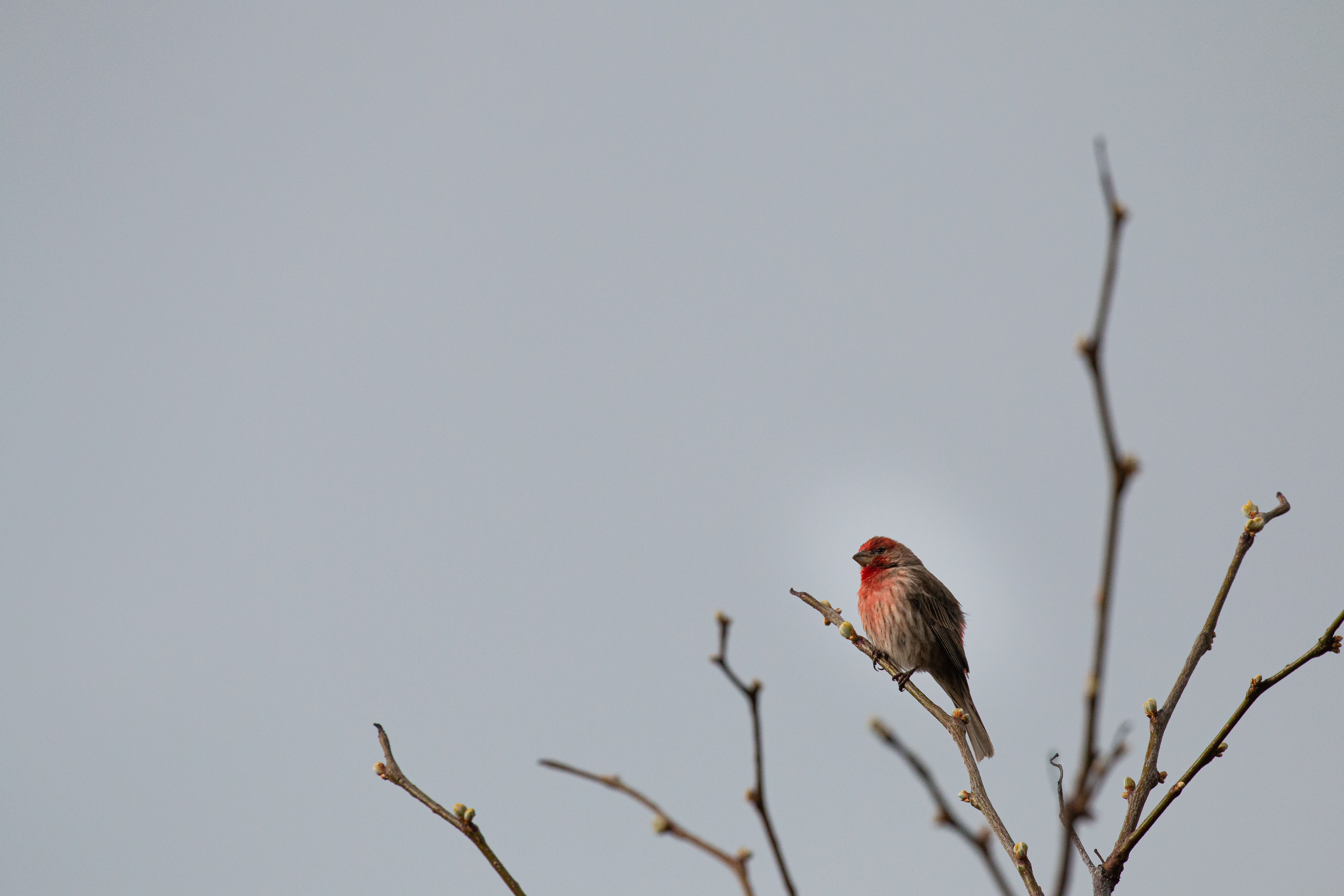 house-finch-3-2021-05-08