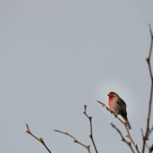 house-finch-3-2021-05-08