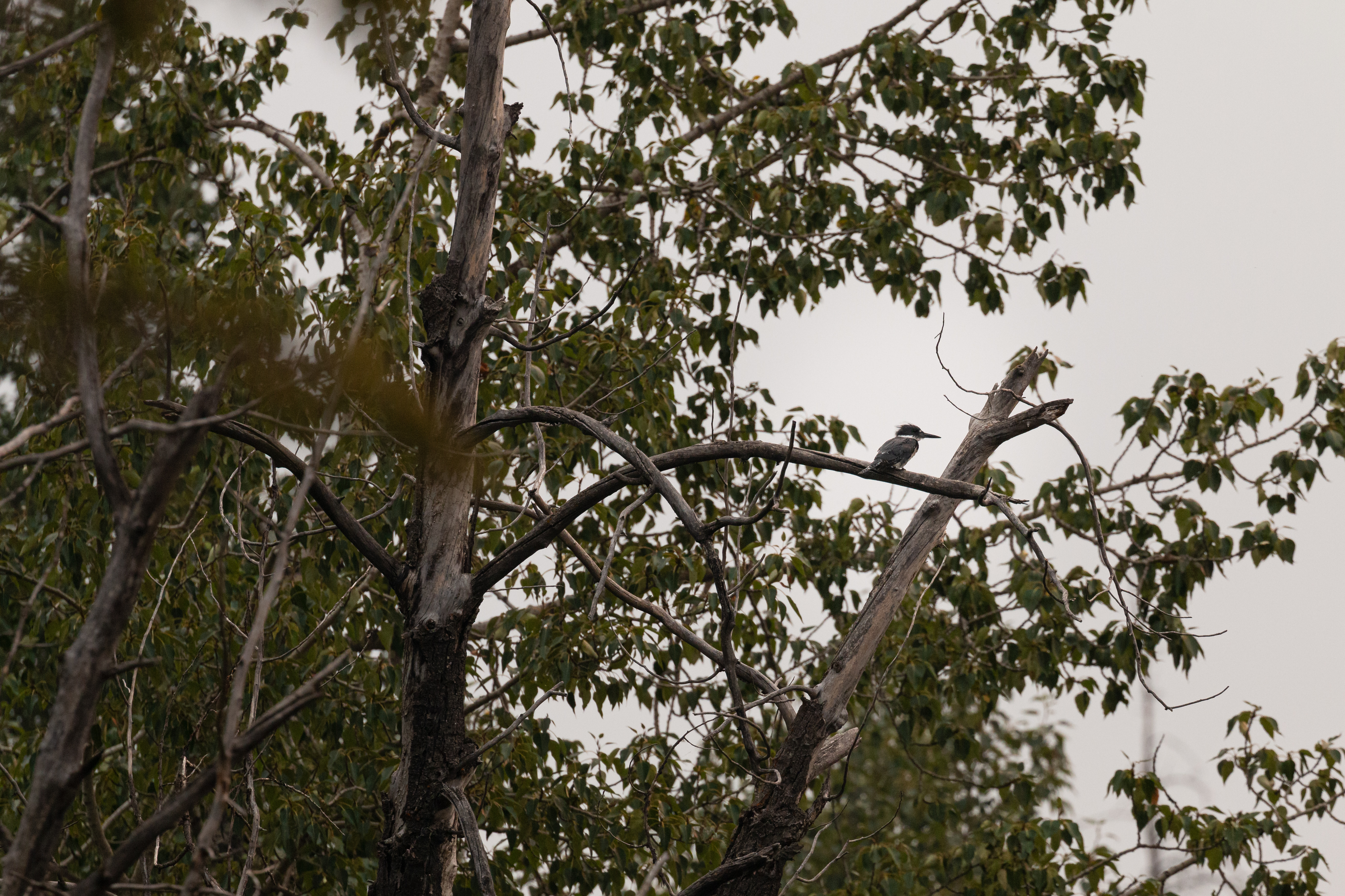 kinfisher-3-2021-08-15- MG 7820-57