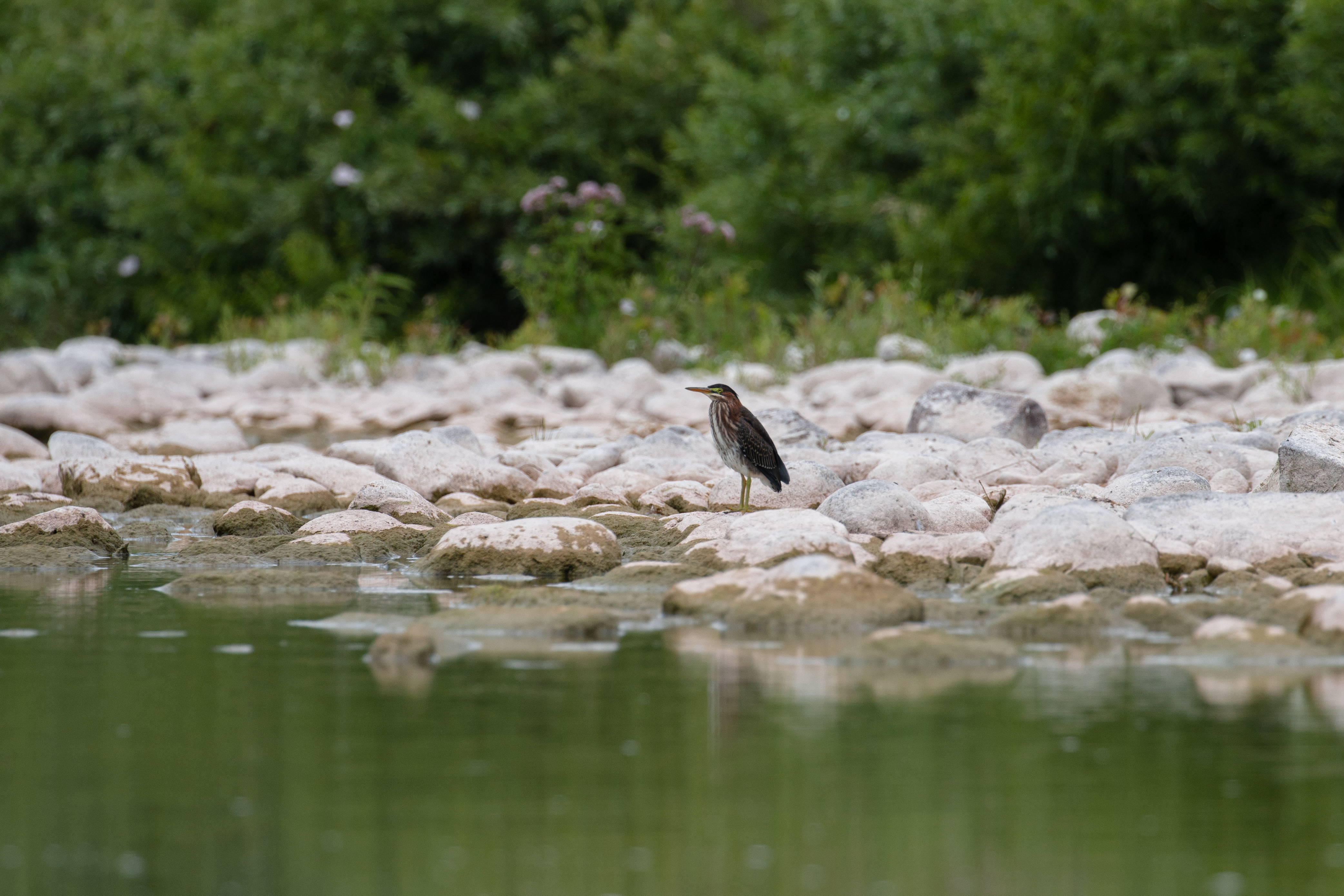 green-heron-2-2020-08-01