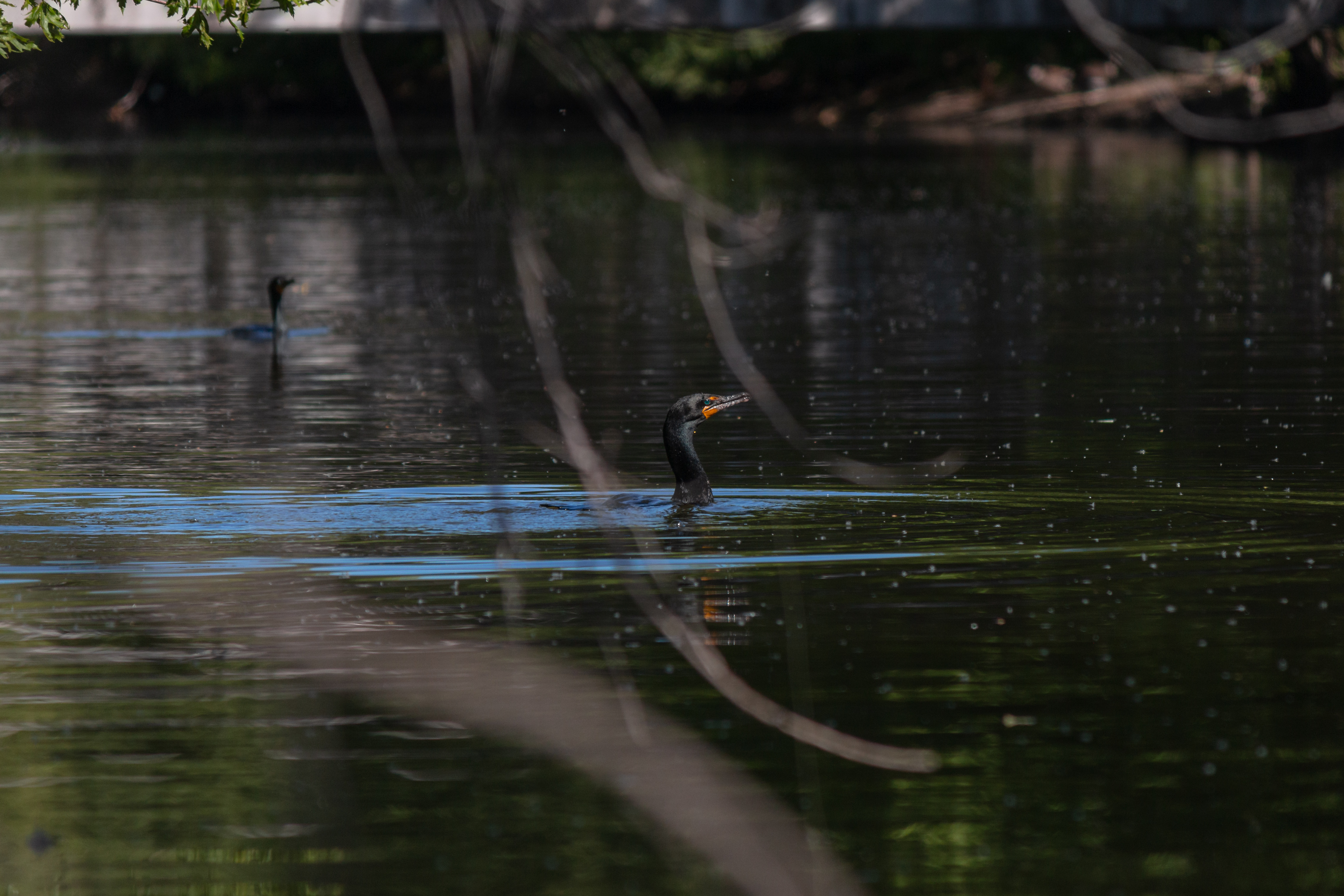 comorant-2-2020-06-13