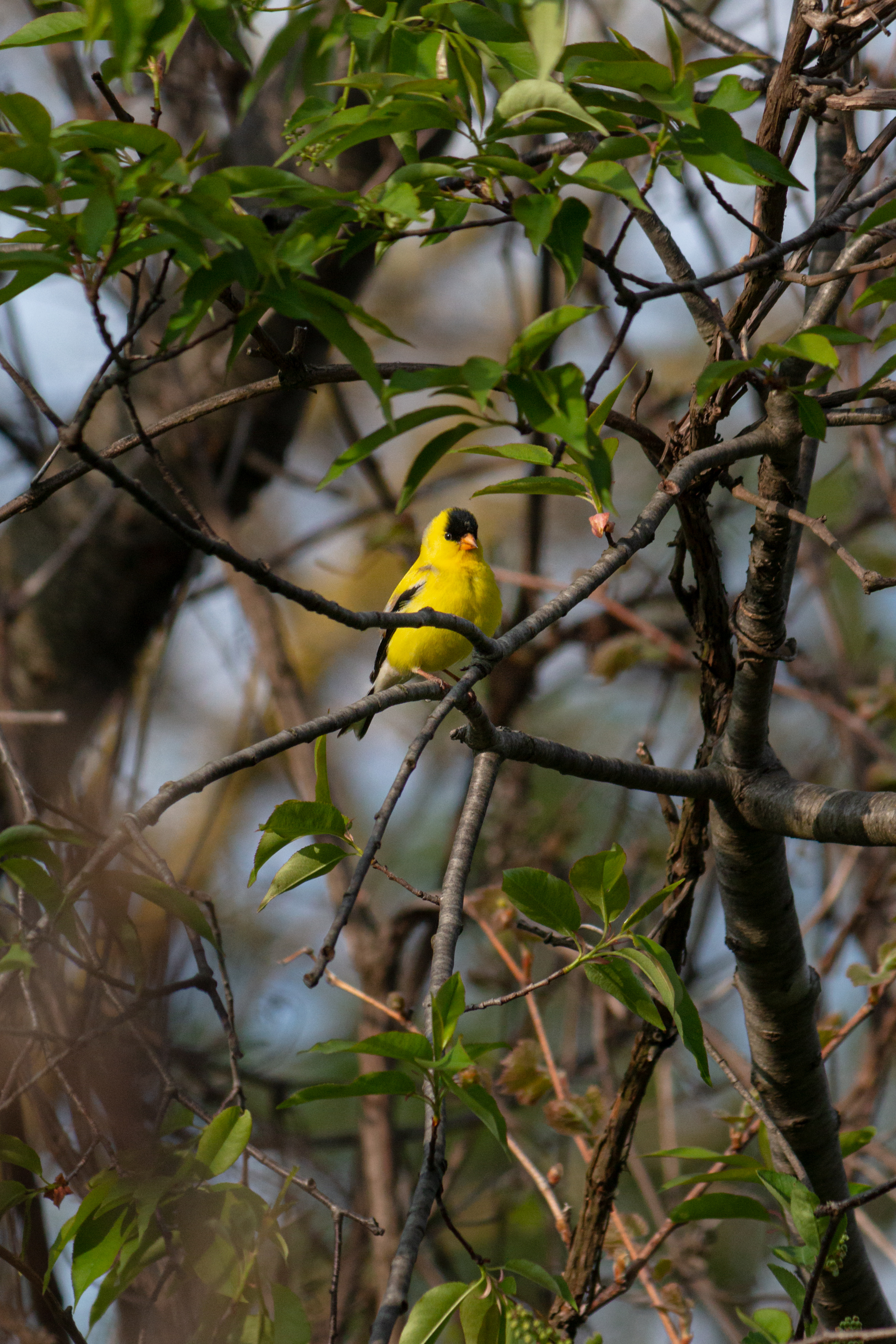 American-Goldfinch-4-2020-05-24