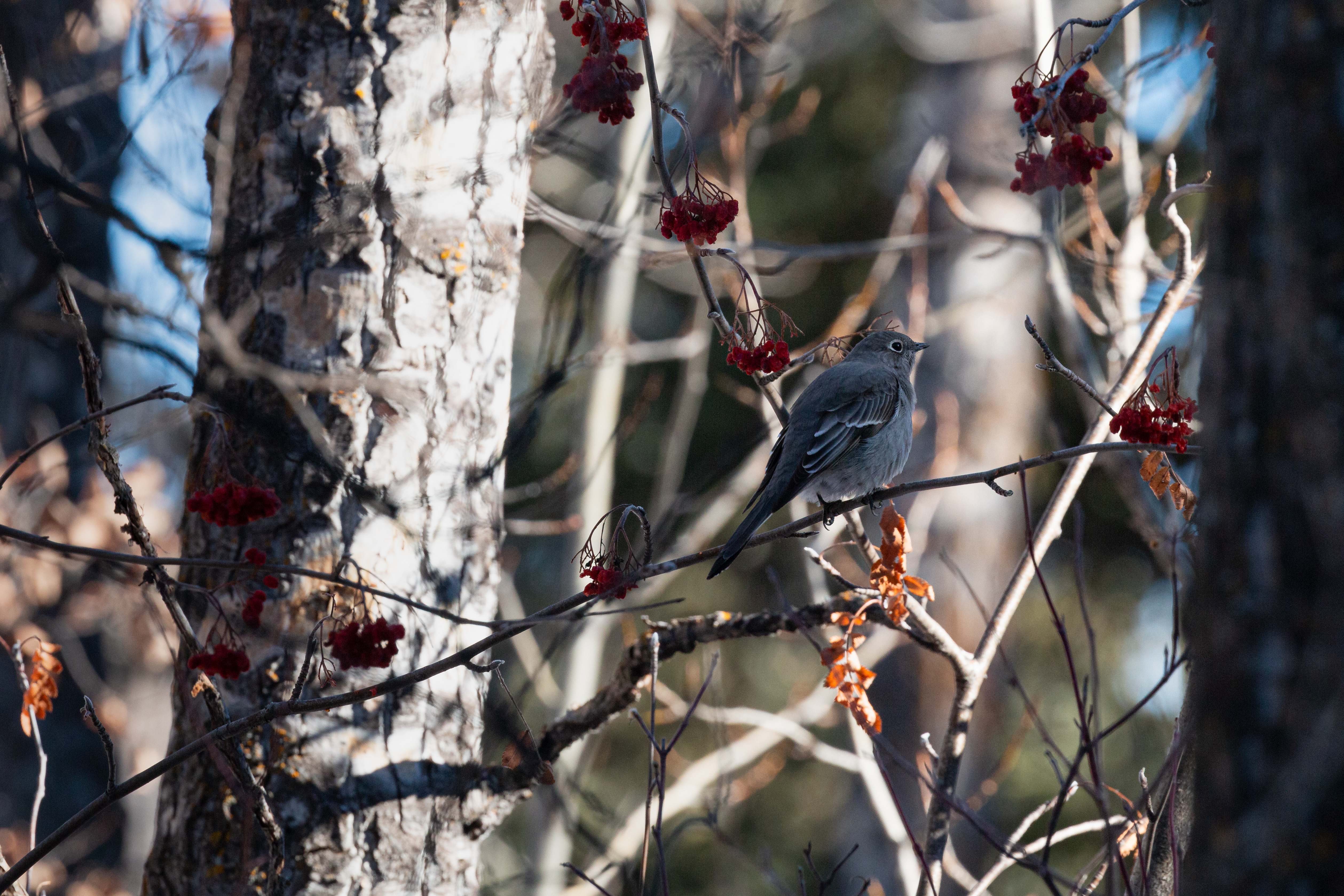 townsend-solitaire-2022-02-12- MG 1466-16