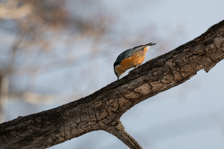 red-breasted-nuthatch-3-2022-12-30