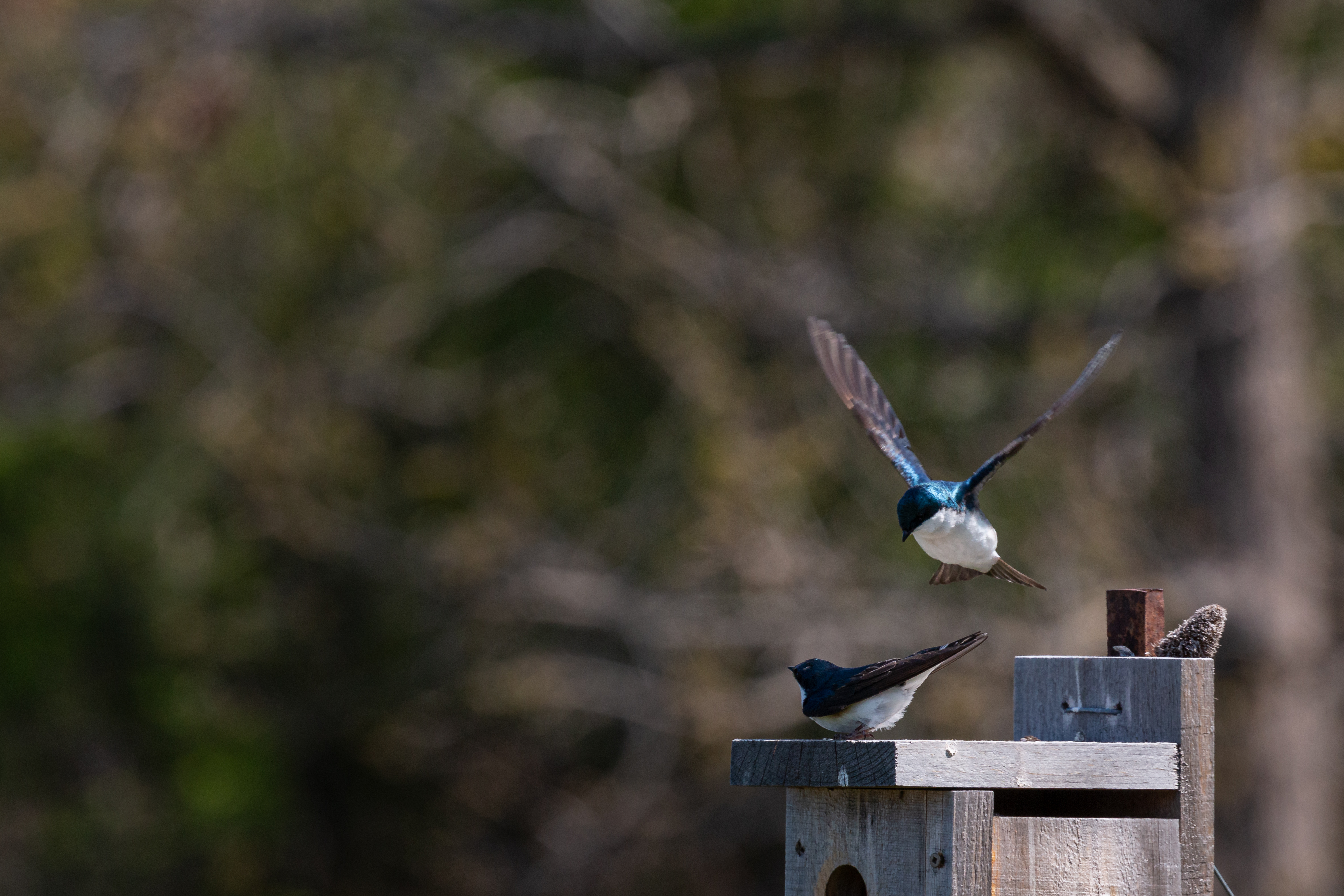 tree-swallow-2021-05-15- MG 5912-39
