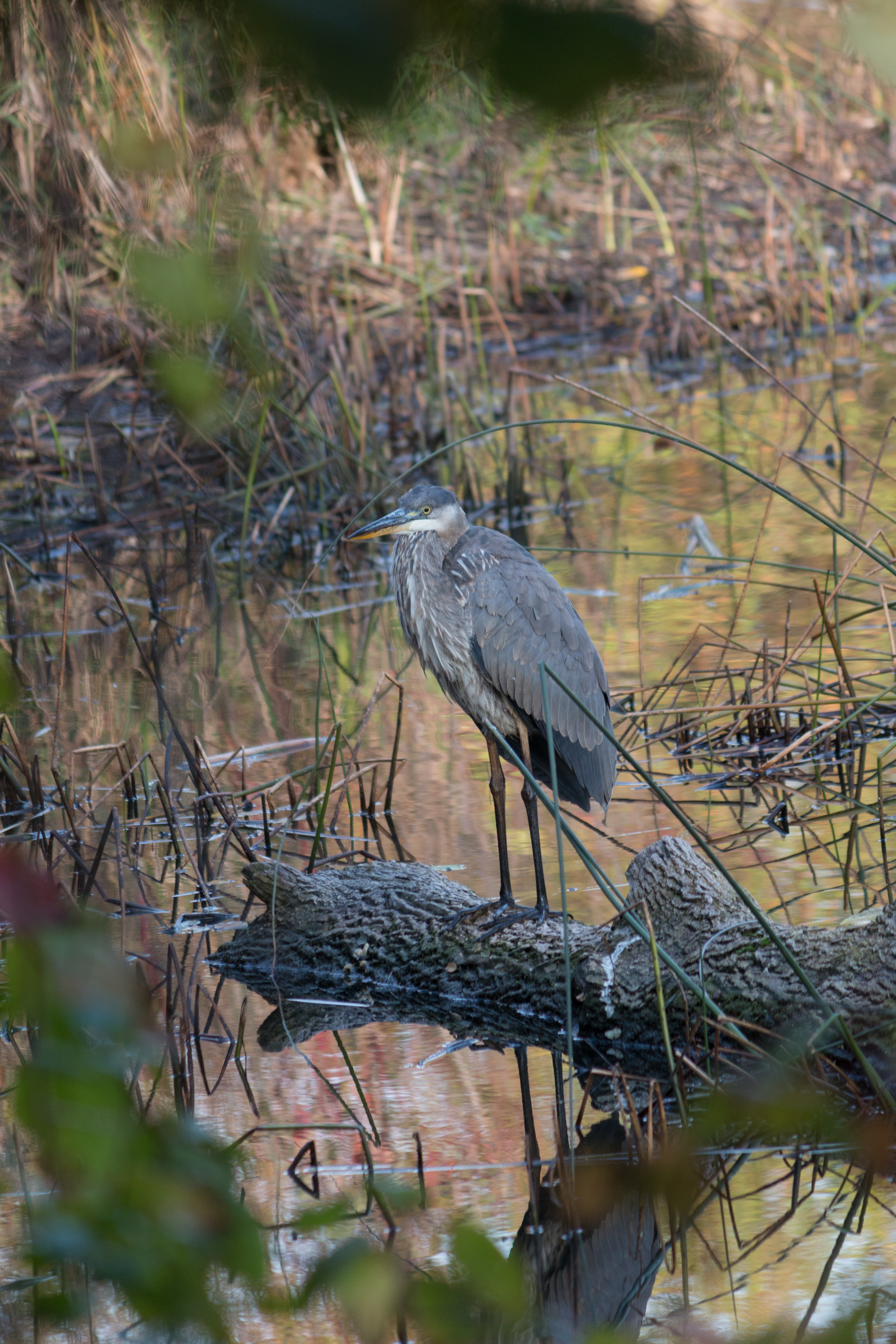great-blue-heron-1-oct-27-2017