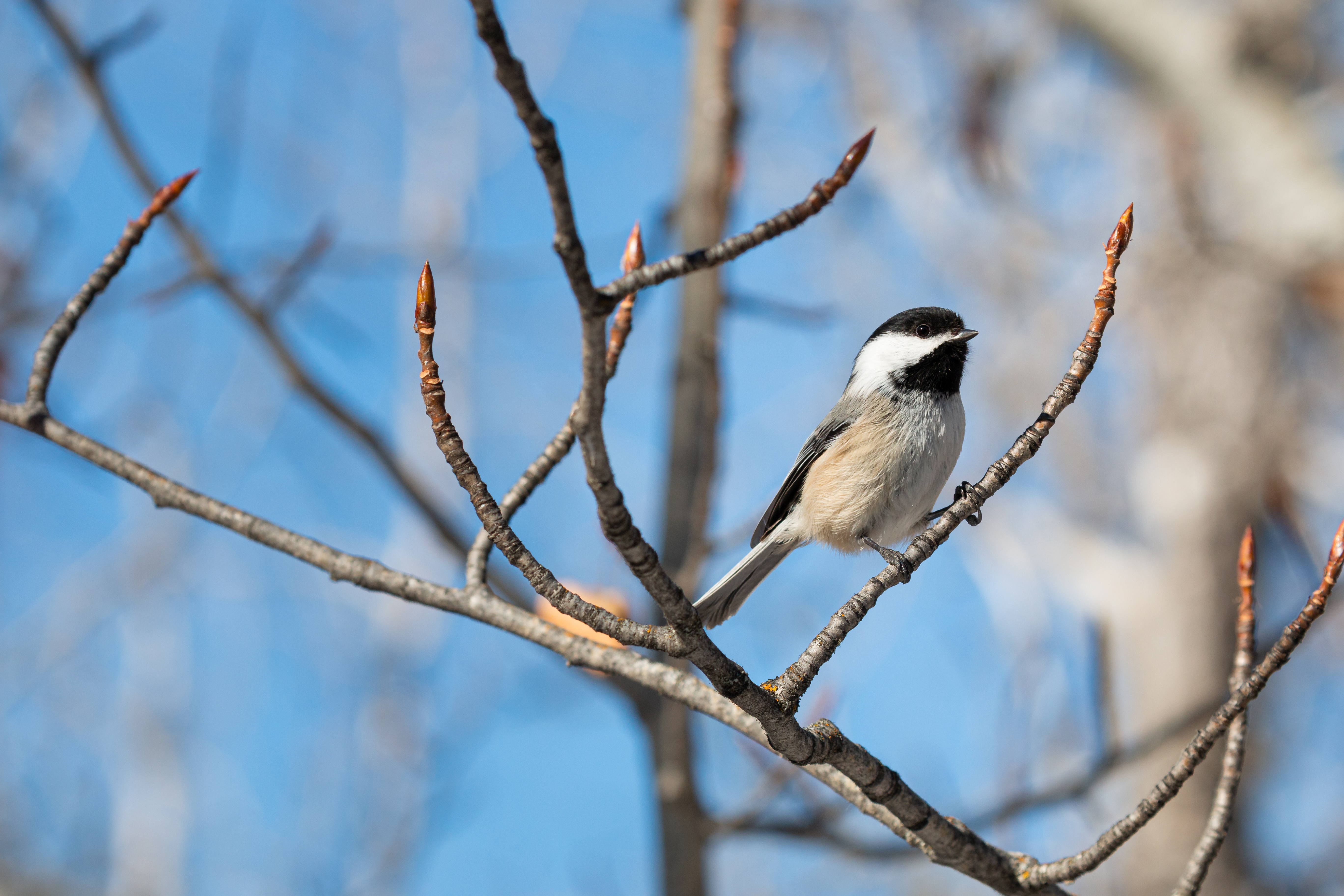 black-capped-chickadee-4-2022-02-12