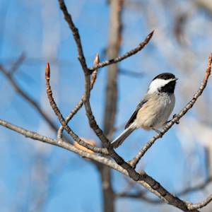 black-capped-chickadee-4-2022-02-12