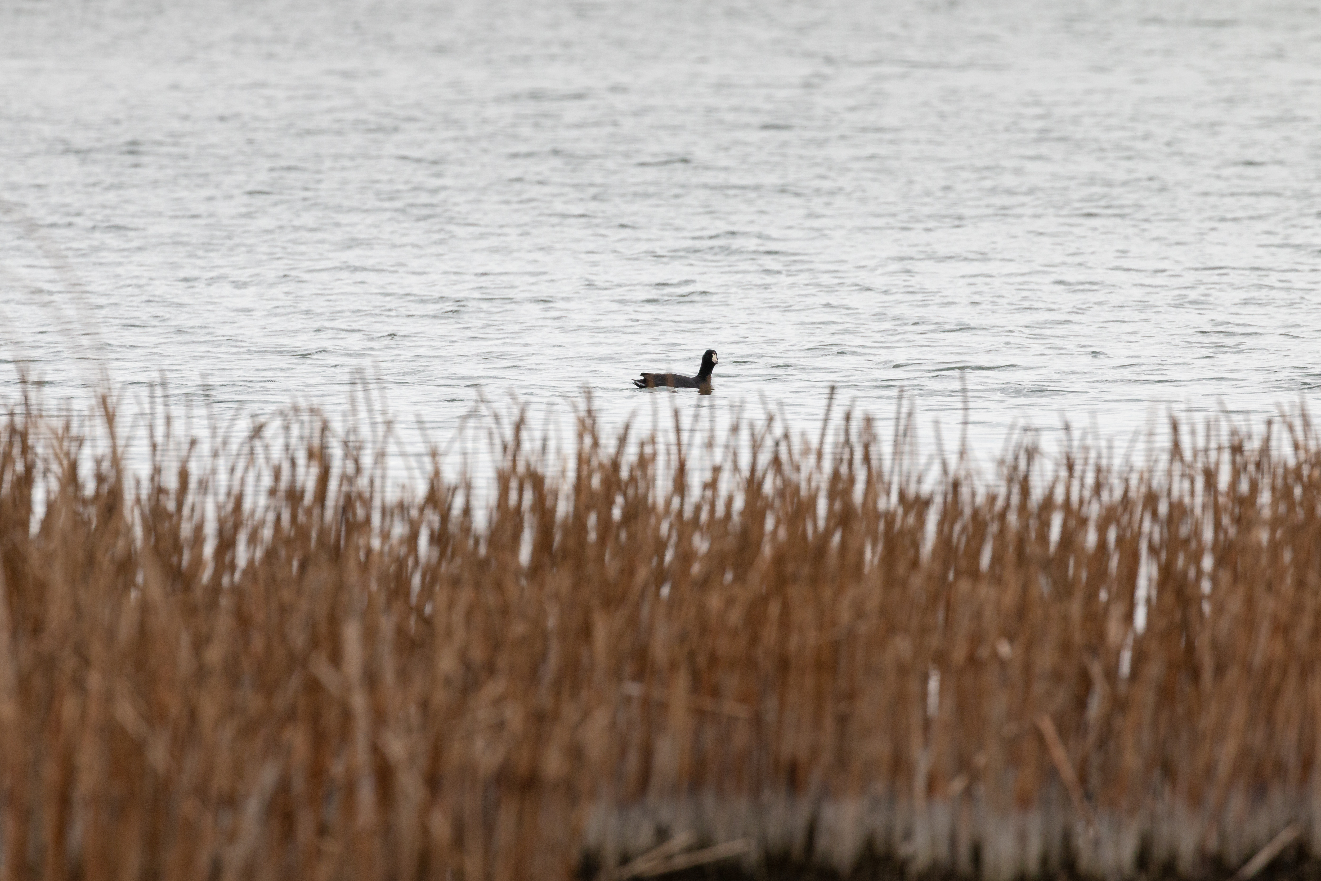 coot-2022-05-07- MG 3517-2