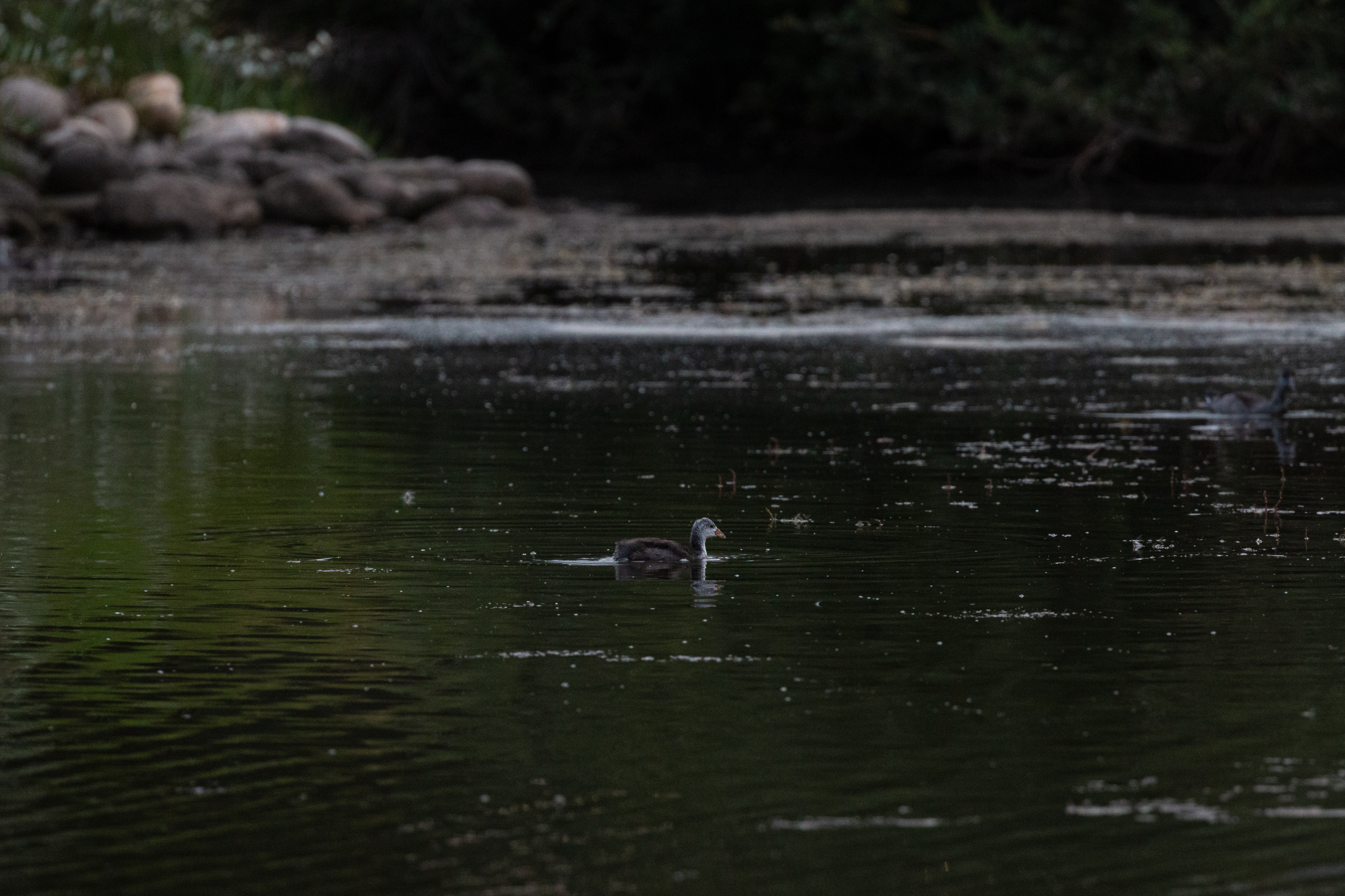 coot-2022-08-09- MG 5136-20